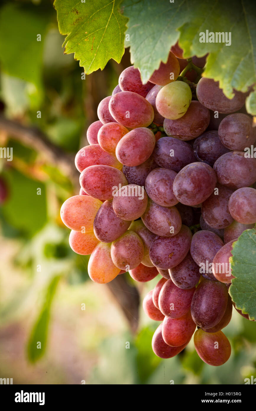 Ripening Crimson Seedless Grapes, not quite to full color . Stock Photo
