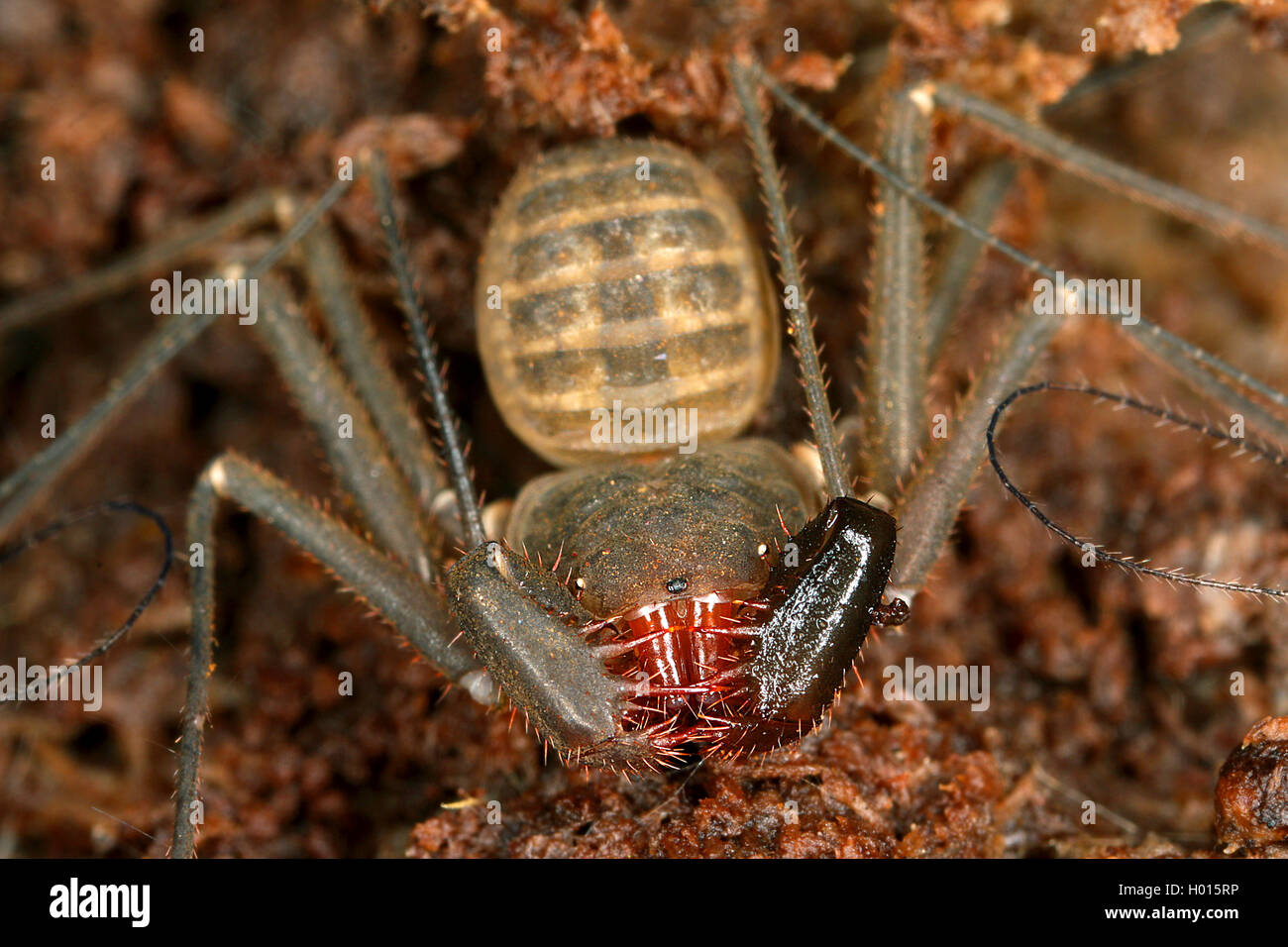Whipscorpion (Charinus seychellarum), front view, close up, Seychelles Stock Photo