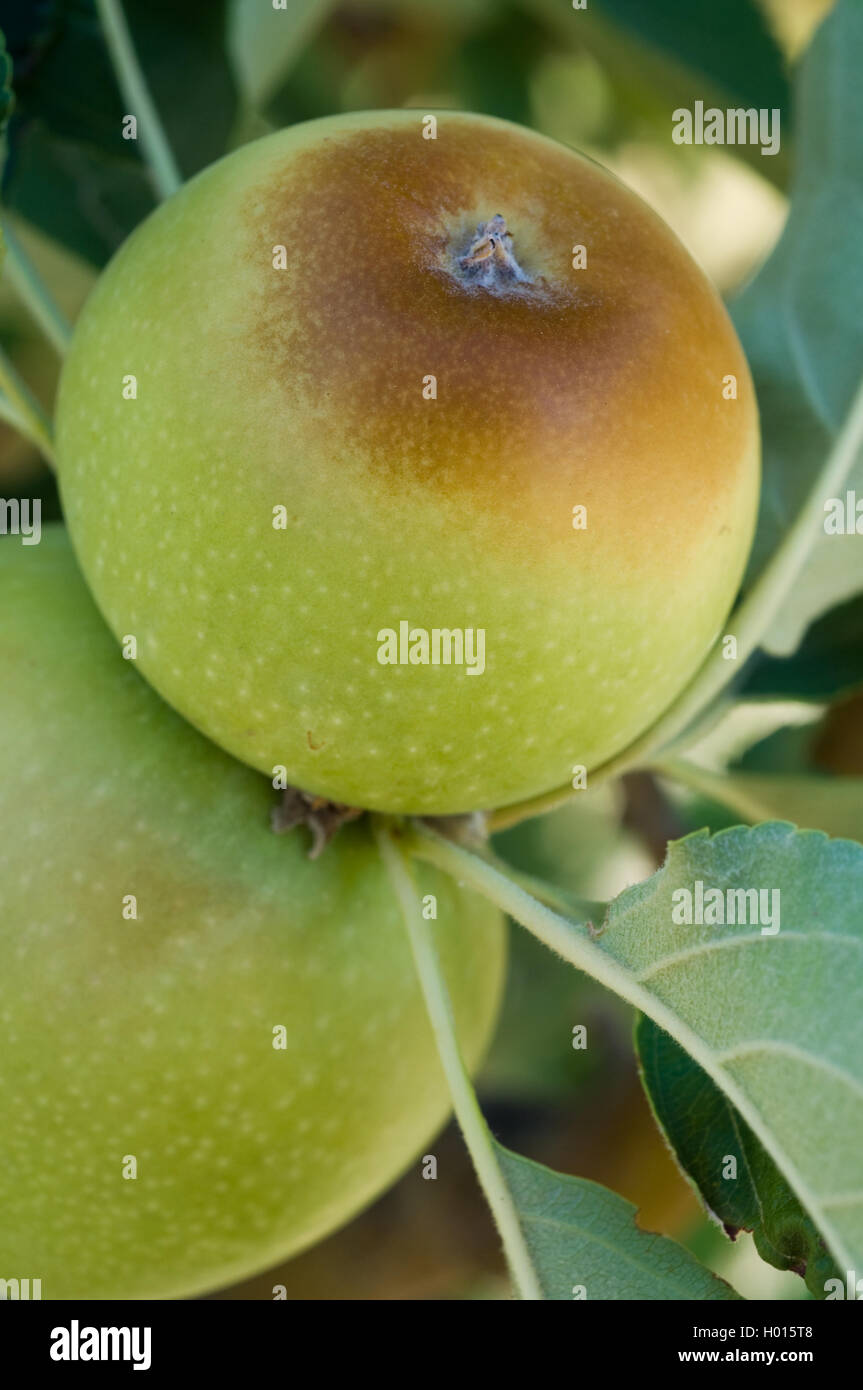 Granny Smith apples on tree, showing obvious signs of having been