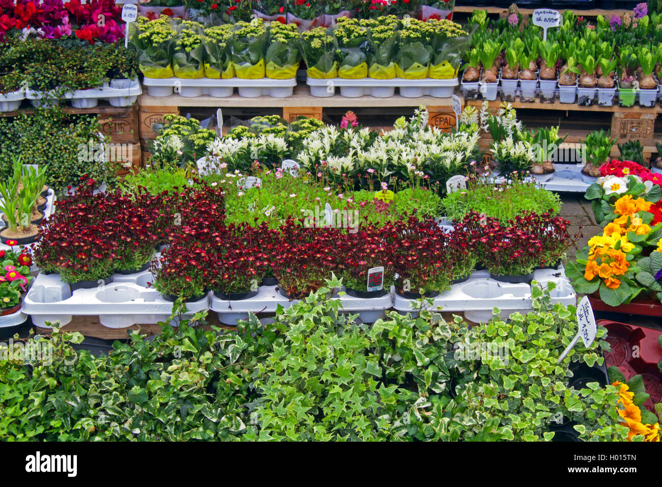 selling ob garden and indoor plants in front of a supermarket, Germany Stock Photo