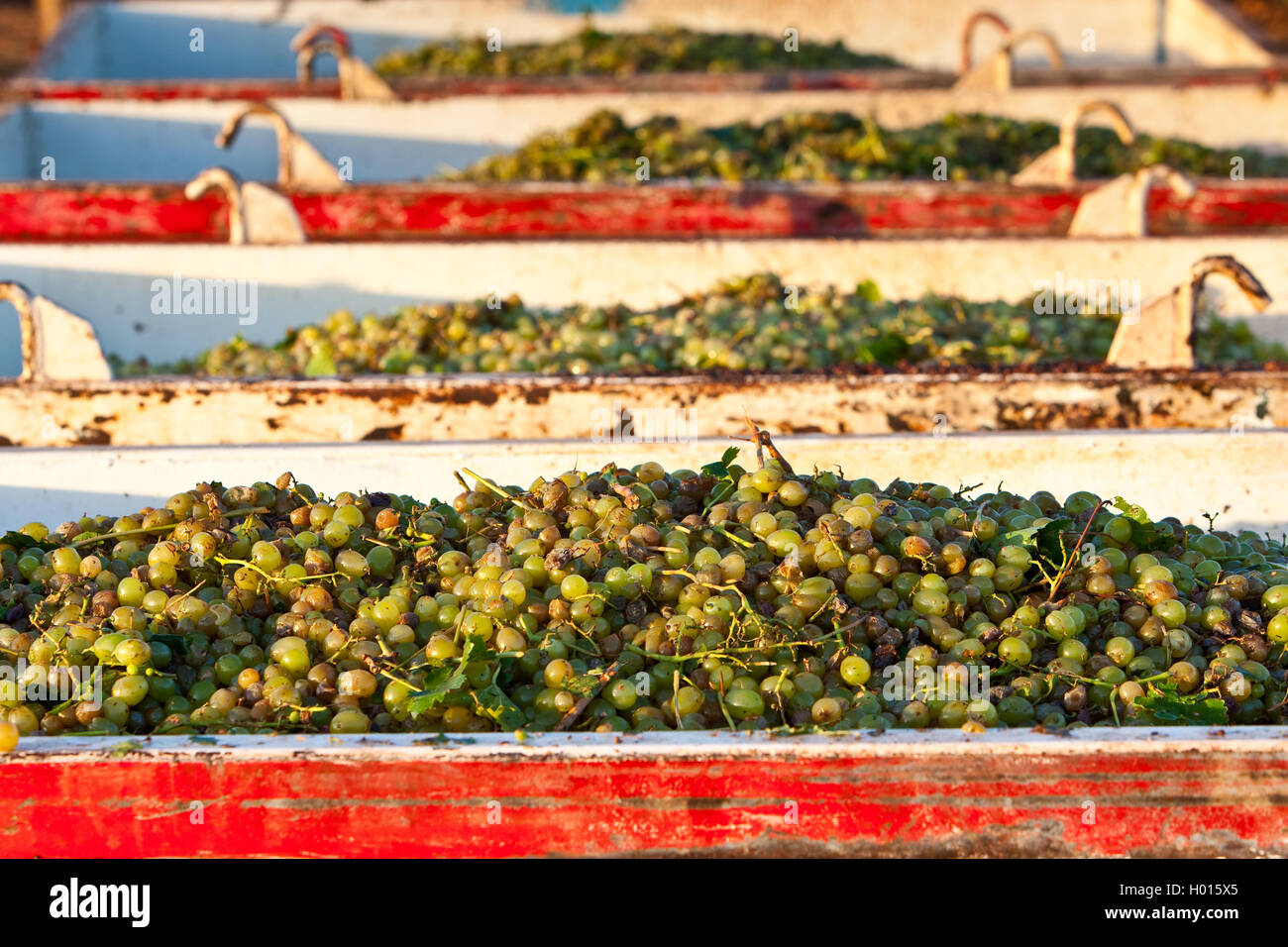 Close up of bins of freshly picked Gordo Grapes, ready for delivery to winery. Stock Photo