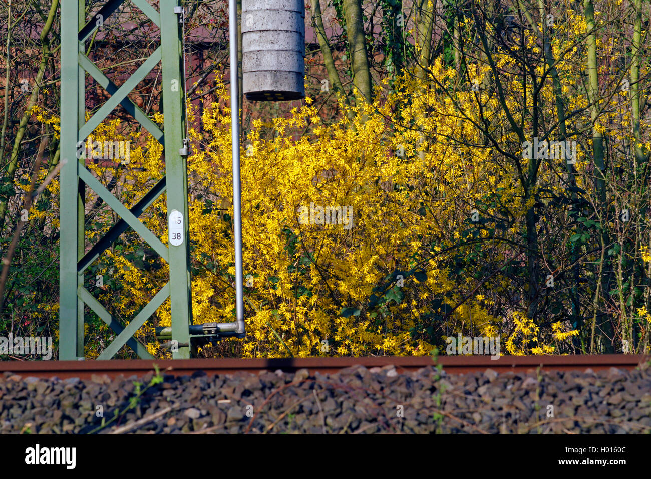 Common forsythia (Forsythia x intermedia, Forsythia intermedia), blooming shrub near railway track, Germany Stock Photo