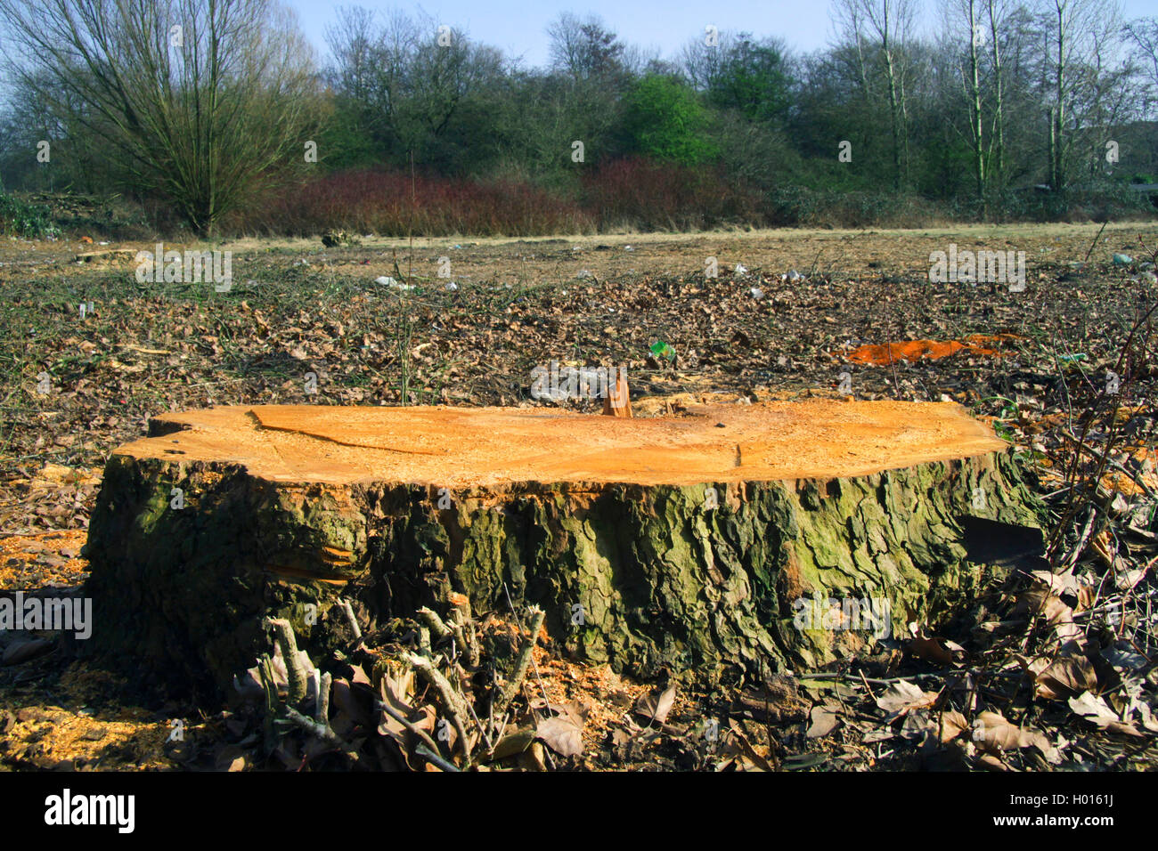 European plane, maple-leaved plane, London plane, London planetree (Platanus hispanica, Platanus x hybrida, Platanus hybrida, Platanus acerifolia), tree stump of an old plane, which felled because of a building project, Germany Stock Photo