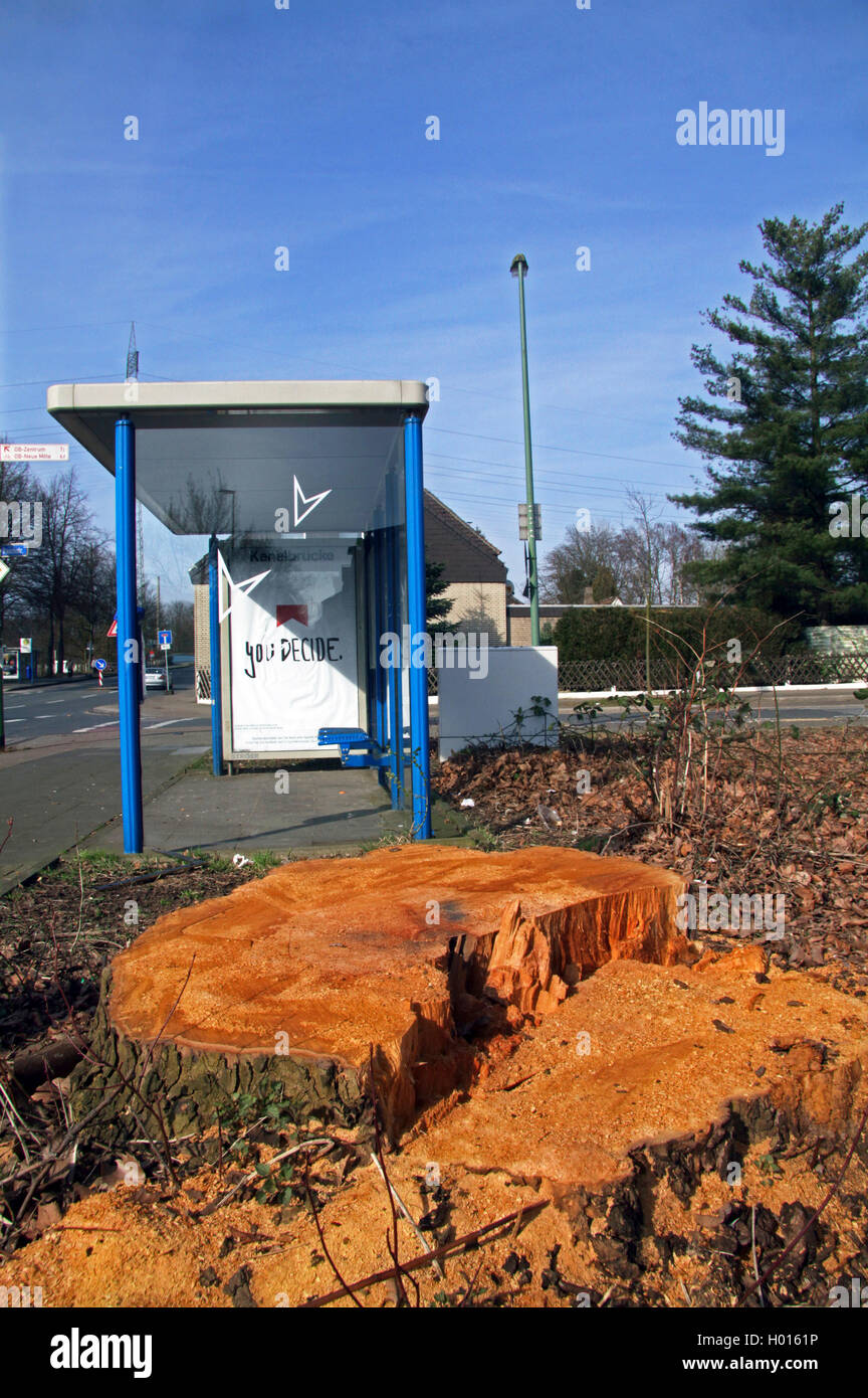 European plane, maple-leaved plane, London plane, London planetree (Platanus hispanica, Platanus x hybrida, Platanus hybrida, Platanus acerifolia), tree stump of an old plane, which felled because of a building project, Germany Stock Photo