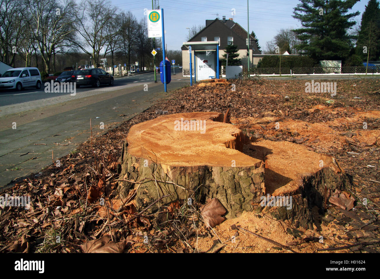 European plane, maple-leaved plane, London plane, London planetree (Platanus hispanica, Platanus x hybrida, Platanus hybrida, Platanus acerifolia), tree stump of an old plane, which felled because of a building project, Germany Stock Photo