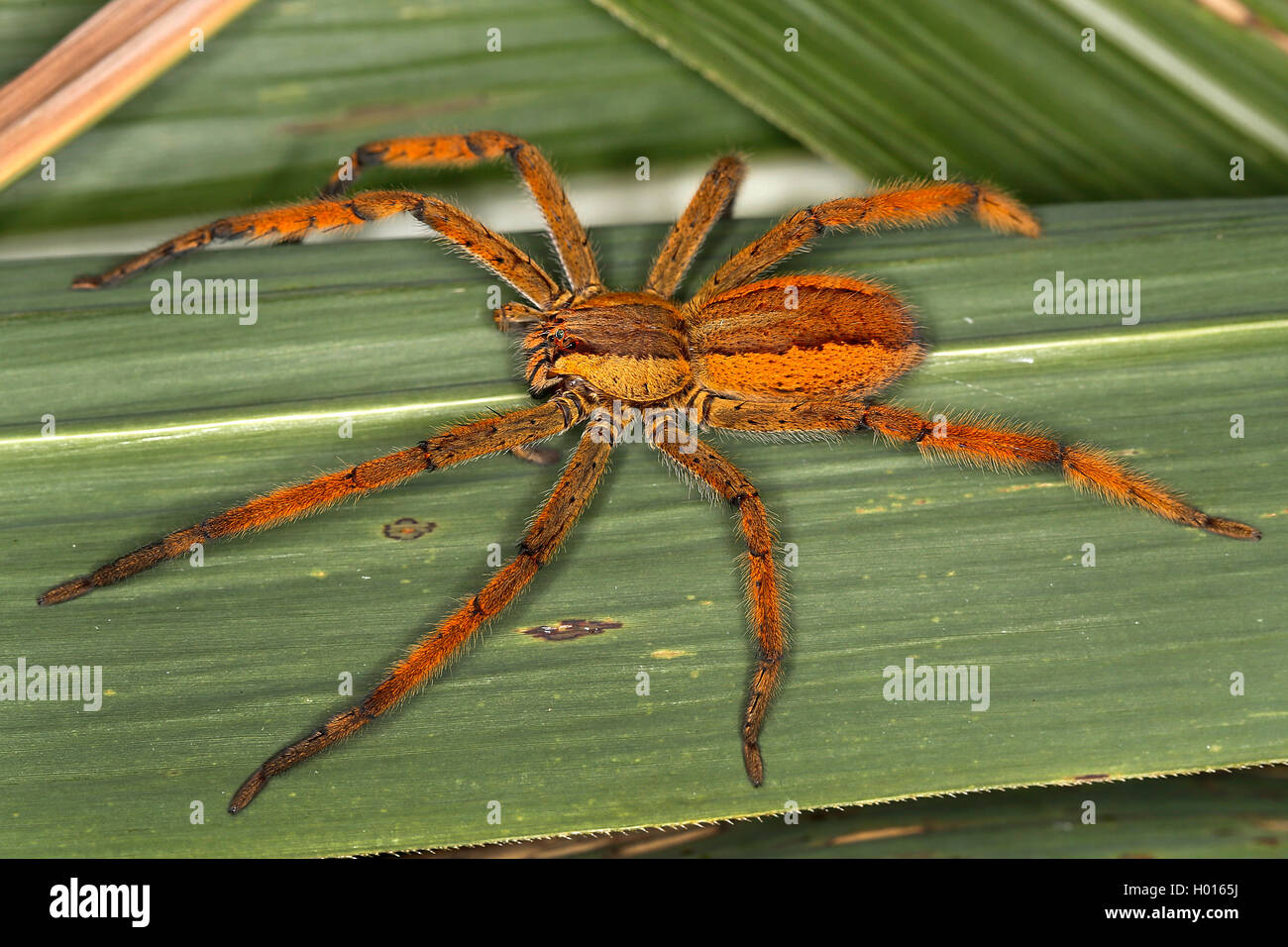 Wandering spider, Banana spider (Cupiennius getazi), female sitting on a leaf, view from above, Costa Rica Stock Photo