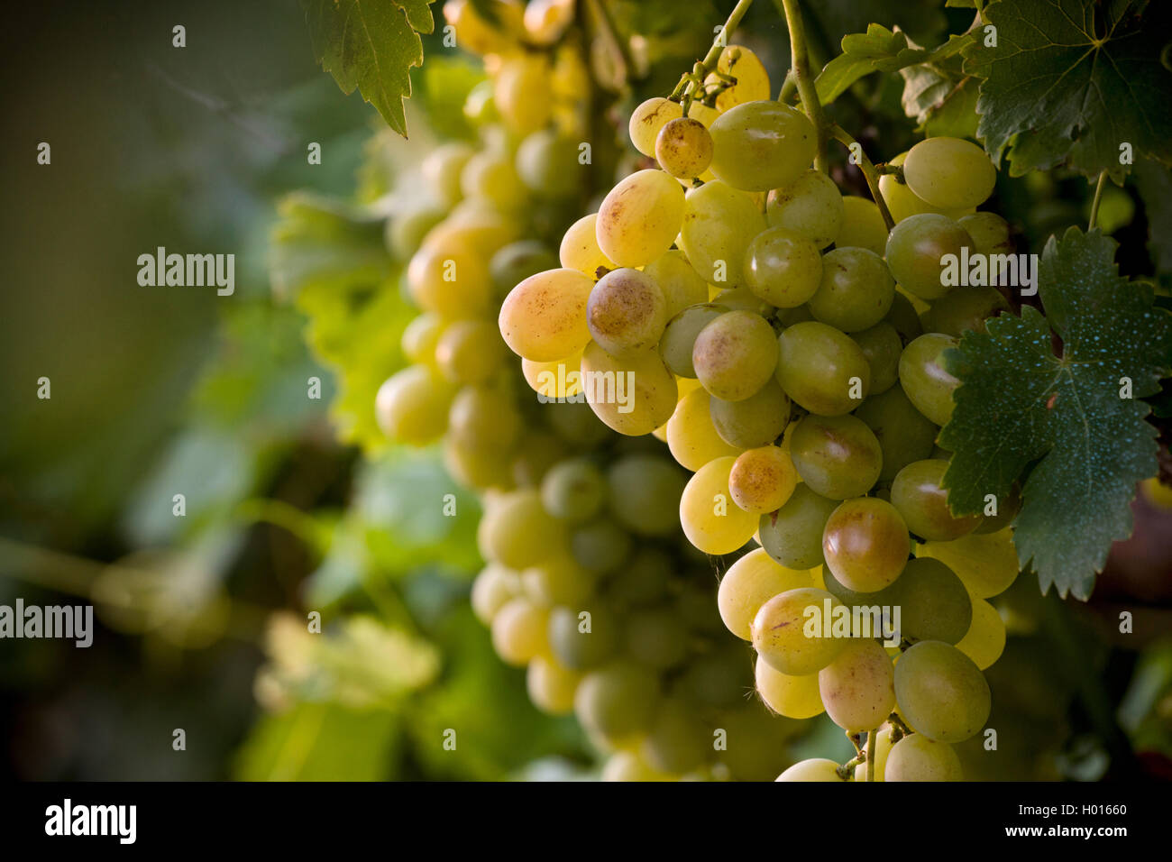 Bunches of Waltham Cross Grapes hanging on vine in home garden. Stock Photo