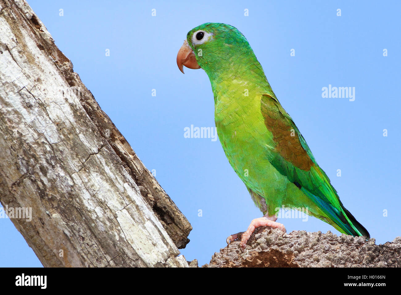 orange-chinned parakeet (Brotogeris jugularis), on a dead tree Stock Photo