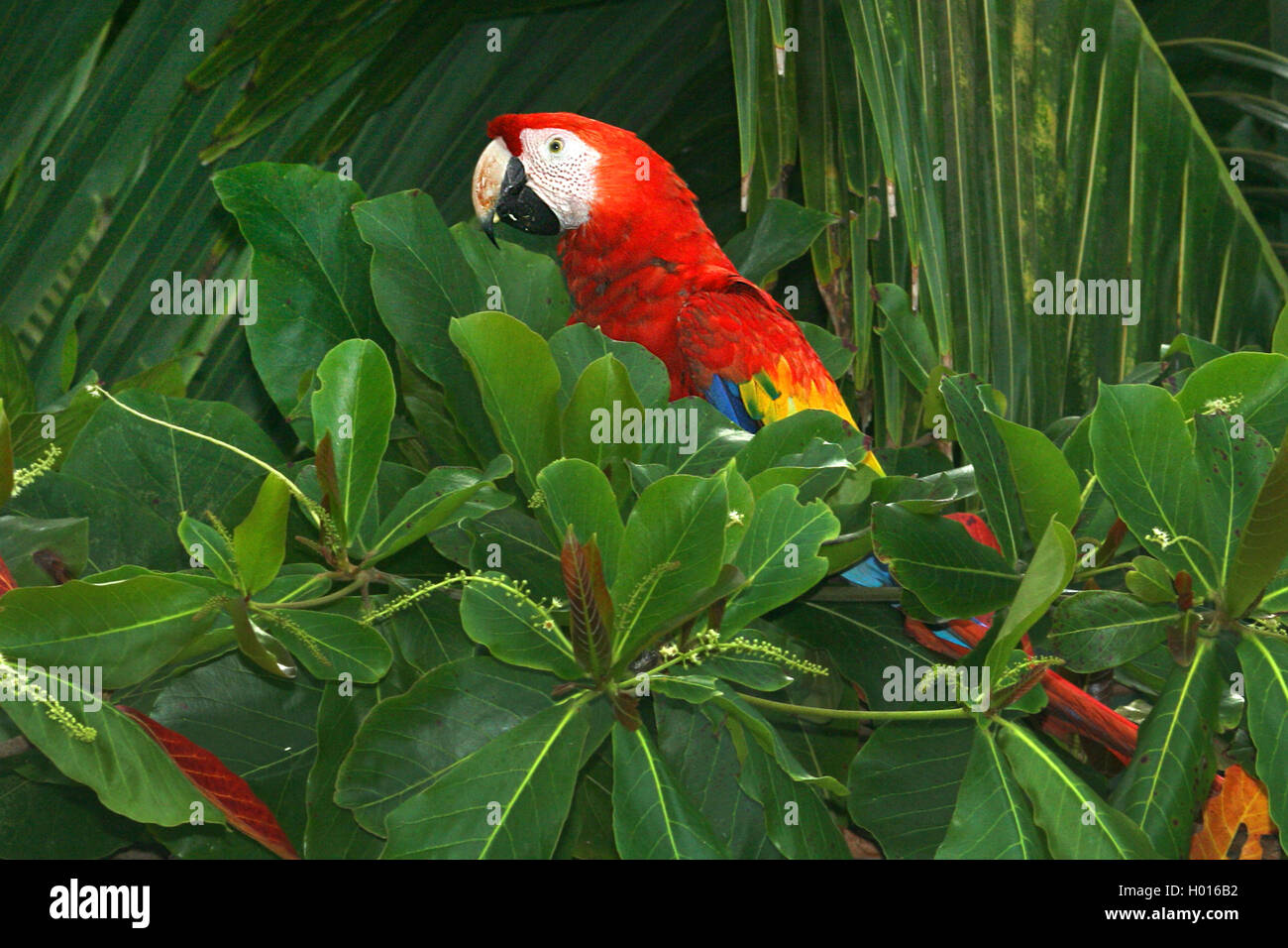 scarlet macaw (Ara macao), on a tree, Costa Rica Stock Photo