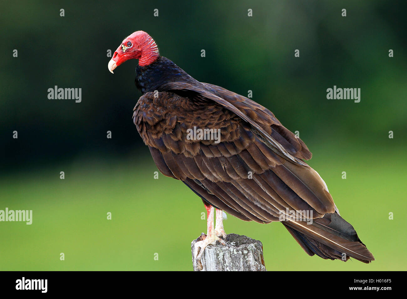 Costa rican vultures hires stock photography and images Alamy