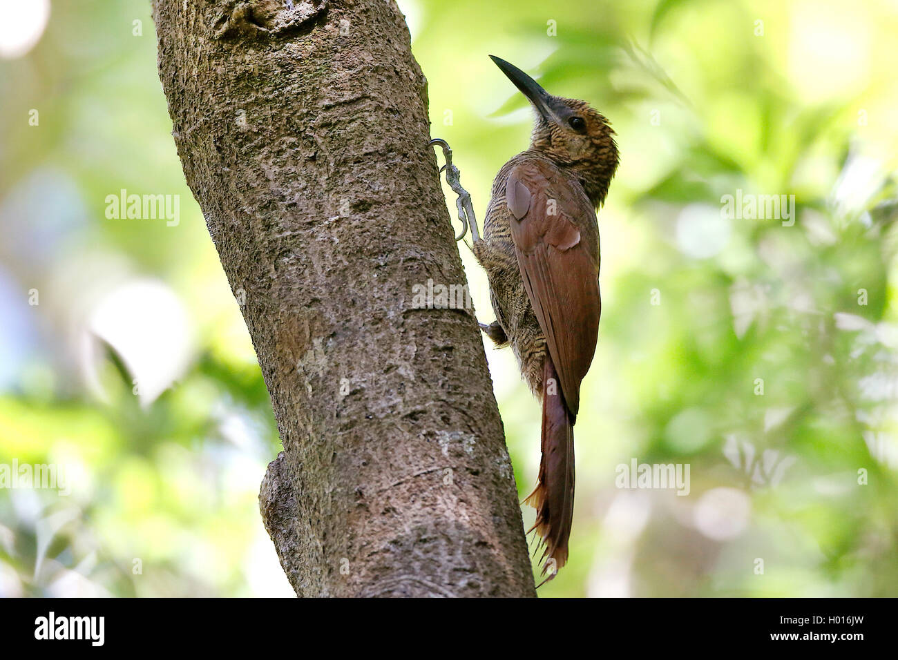 Northern barred woodcreeper (Dendrocolaptes sanctithomae), at a tree trunk, Costa Rica Stock Photo