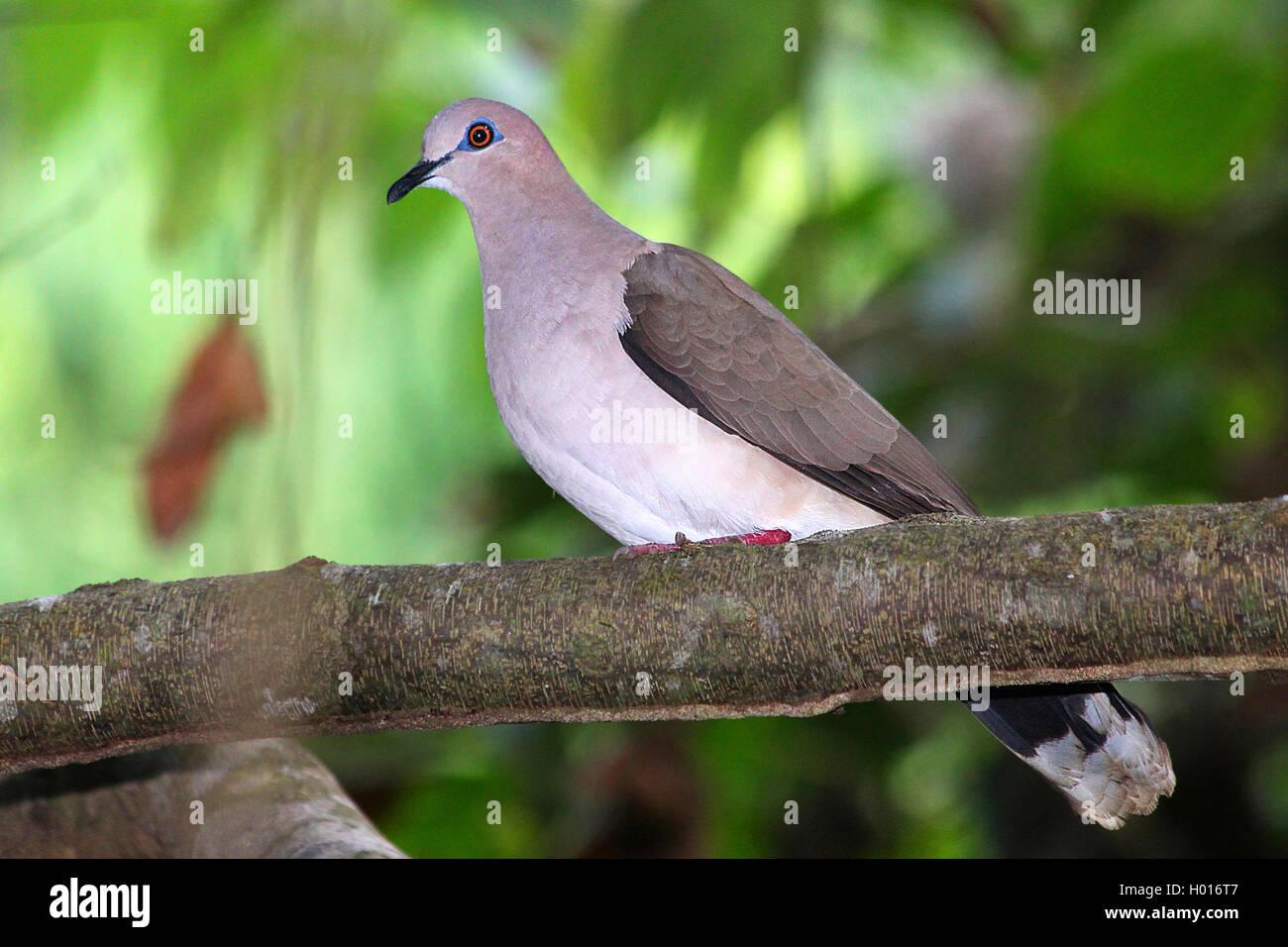White-fronted dove (Leptotila verreauxi), sits on a branch, Costa Rica Stock Photo