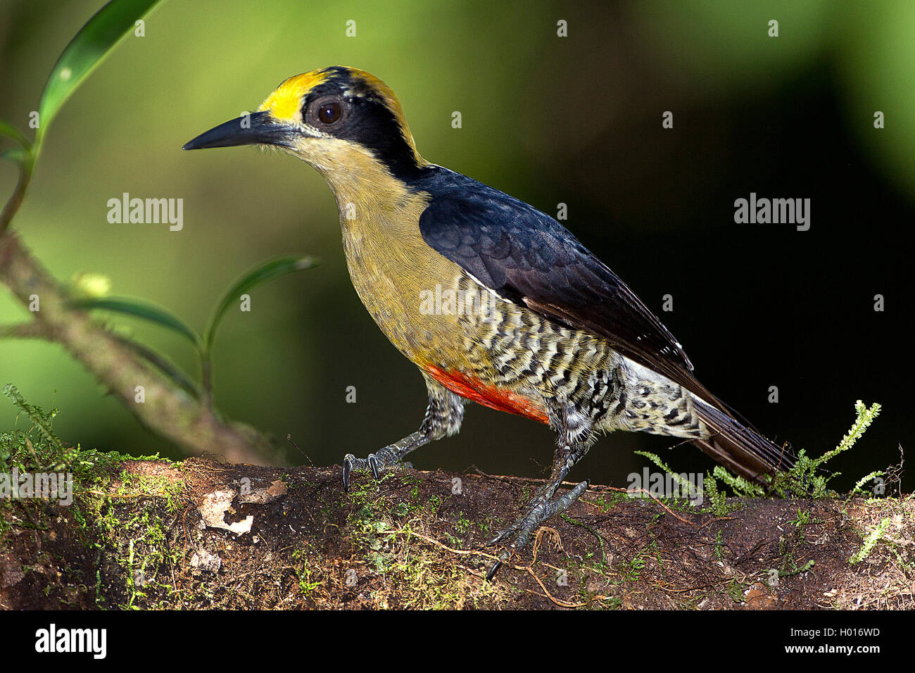 golden-naped woodpecker (Melanerpes chrysauchen), female, Costa Rica Stock Photo