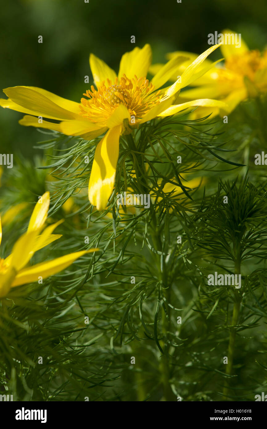spring adonis (Adonis vernalis), flower, Germany Stock Photo