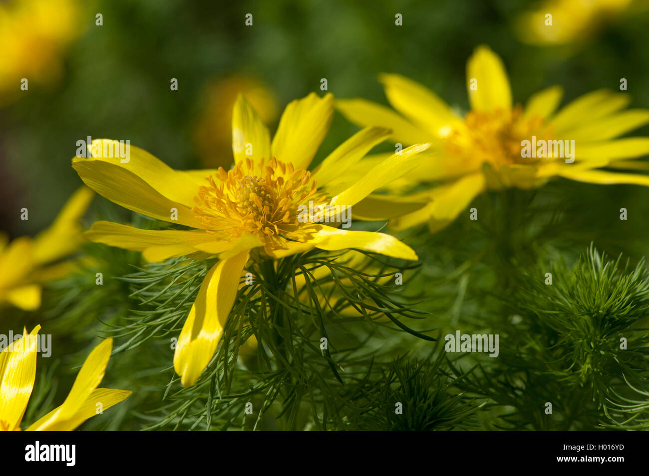 spring adonis (Adonis vernalis), flowers, Germany Stock Photo