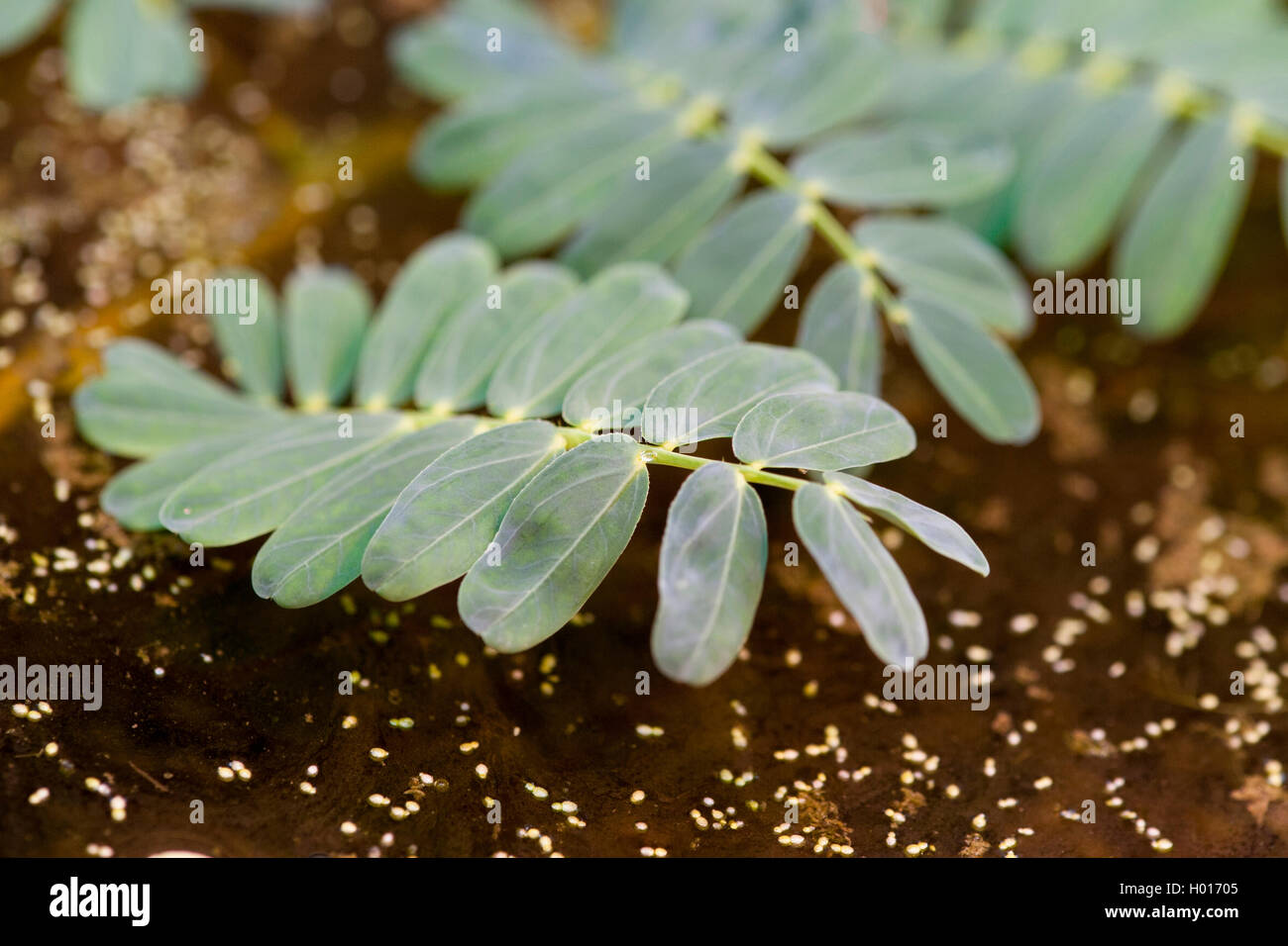 Giant sensitive fern (Aeschynomene fluitans), leaf Stock Photo