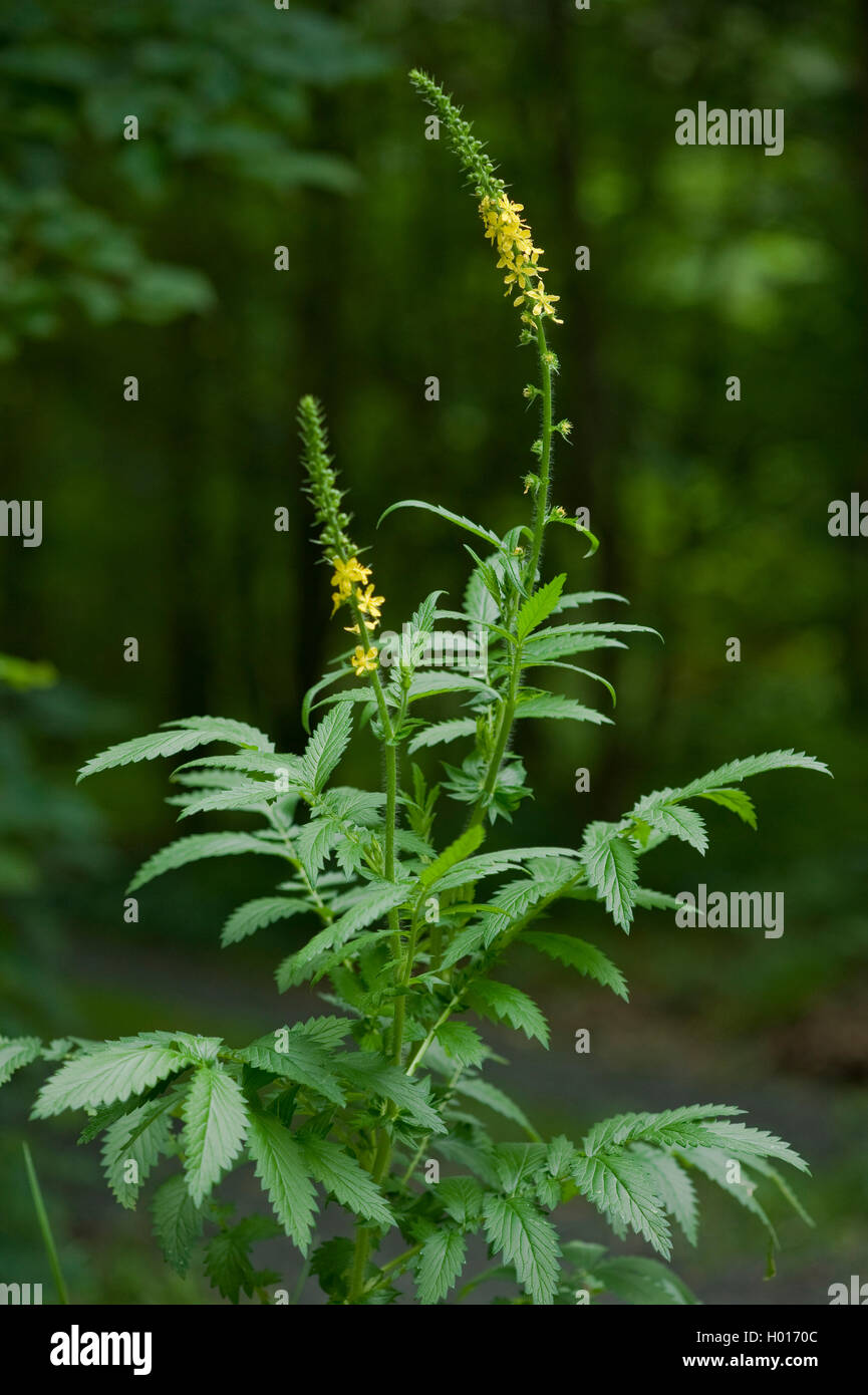 Fragrant agrimony (Agrimonia procera), blooming, Germany Stock Photo