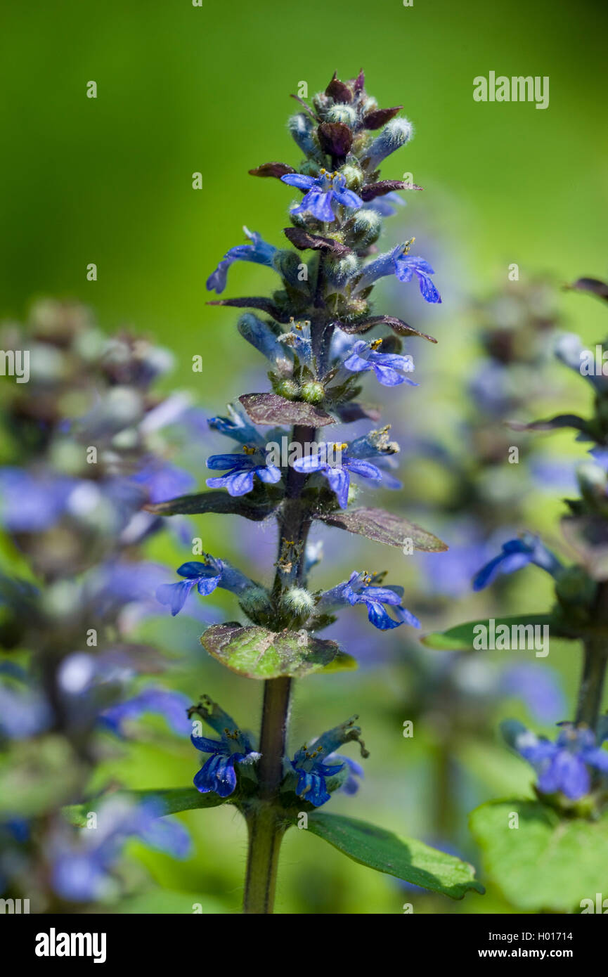 Common bugle, Creeping bugleweed (Ajuga reptans), blooming, Germany Stock Photo