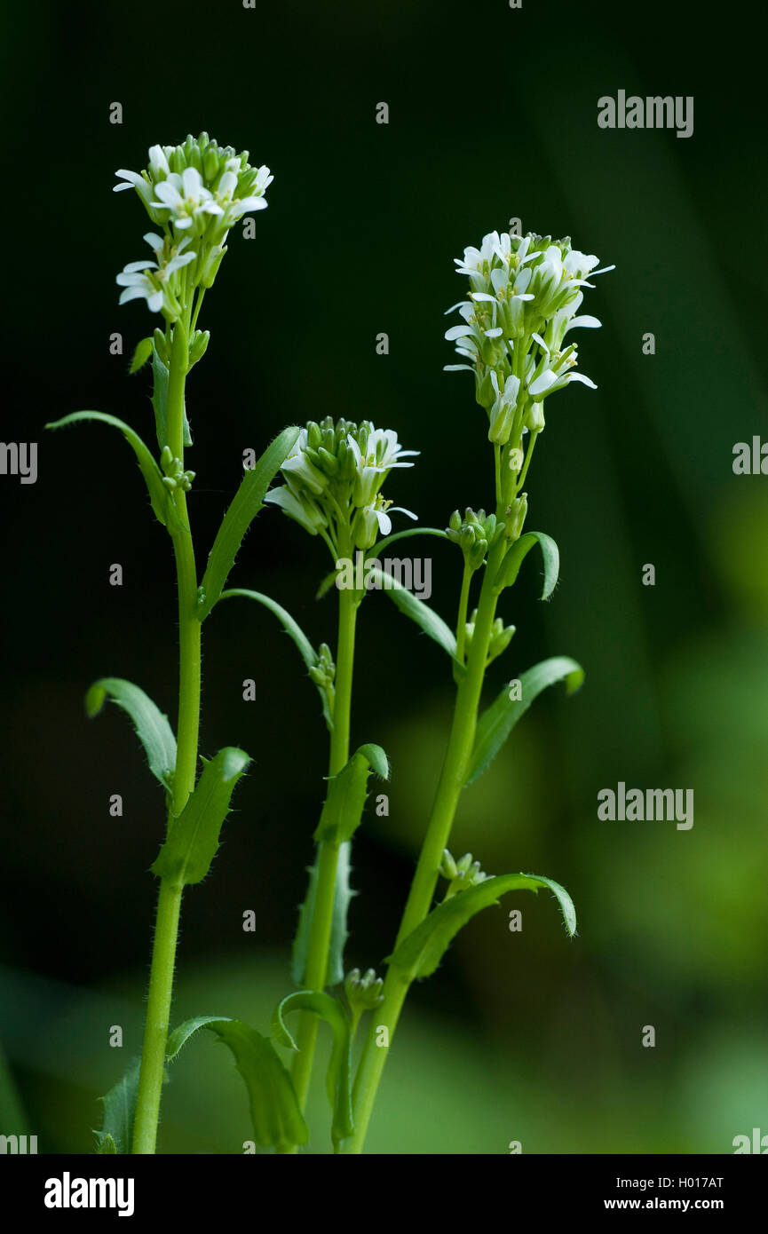 Arrow-leaved Rock-Cress (Arabis sagittata), blooming, Germany Stock Photo