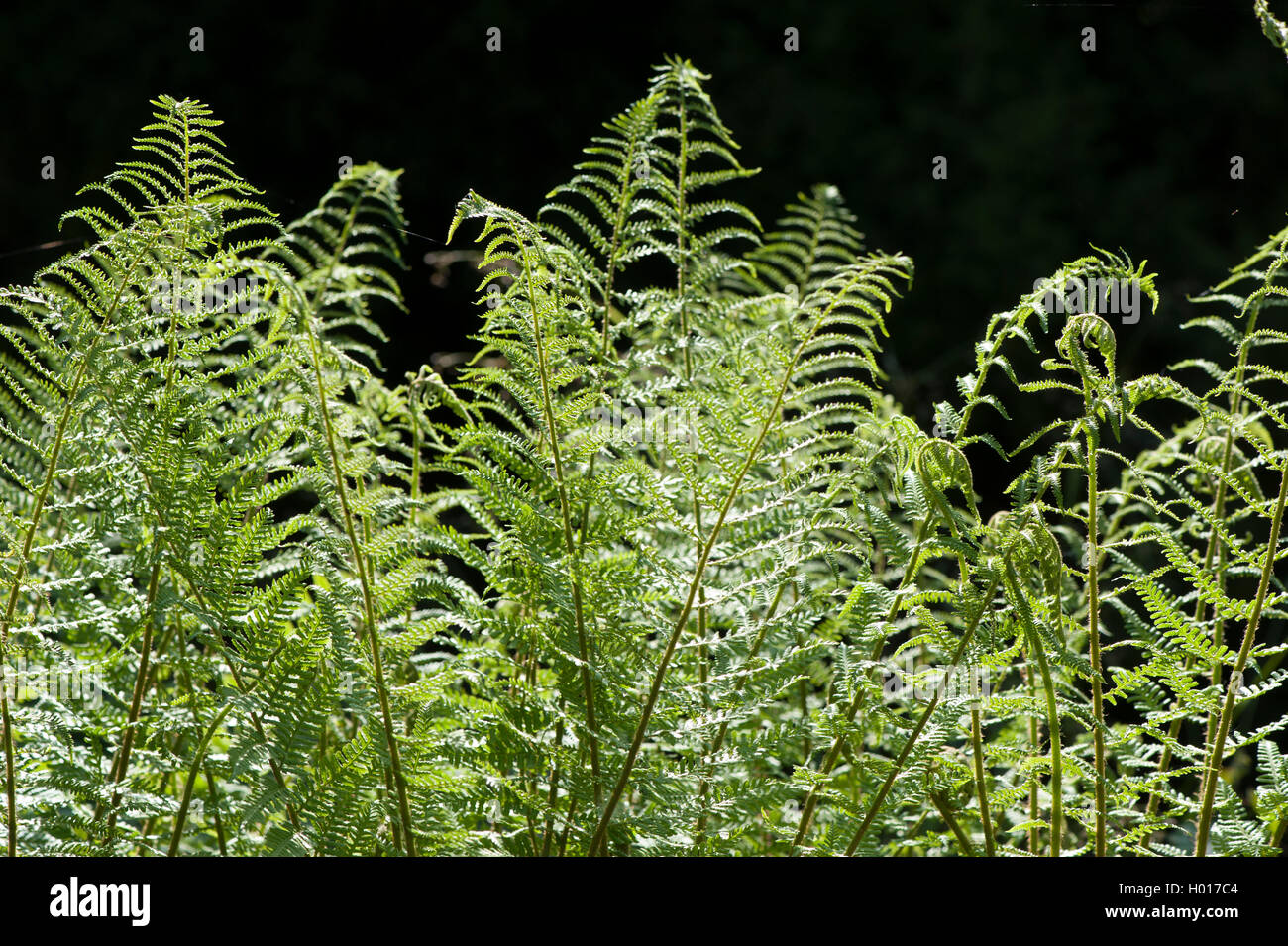 Lady fern, Common lady-fern (Athyrium filix-femina), fronds, Germany Stock Photo
