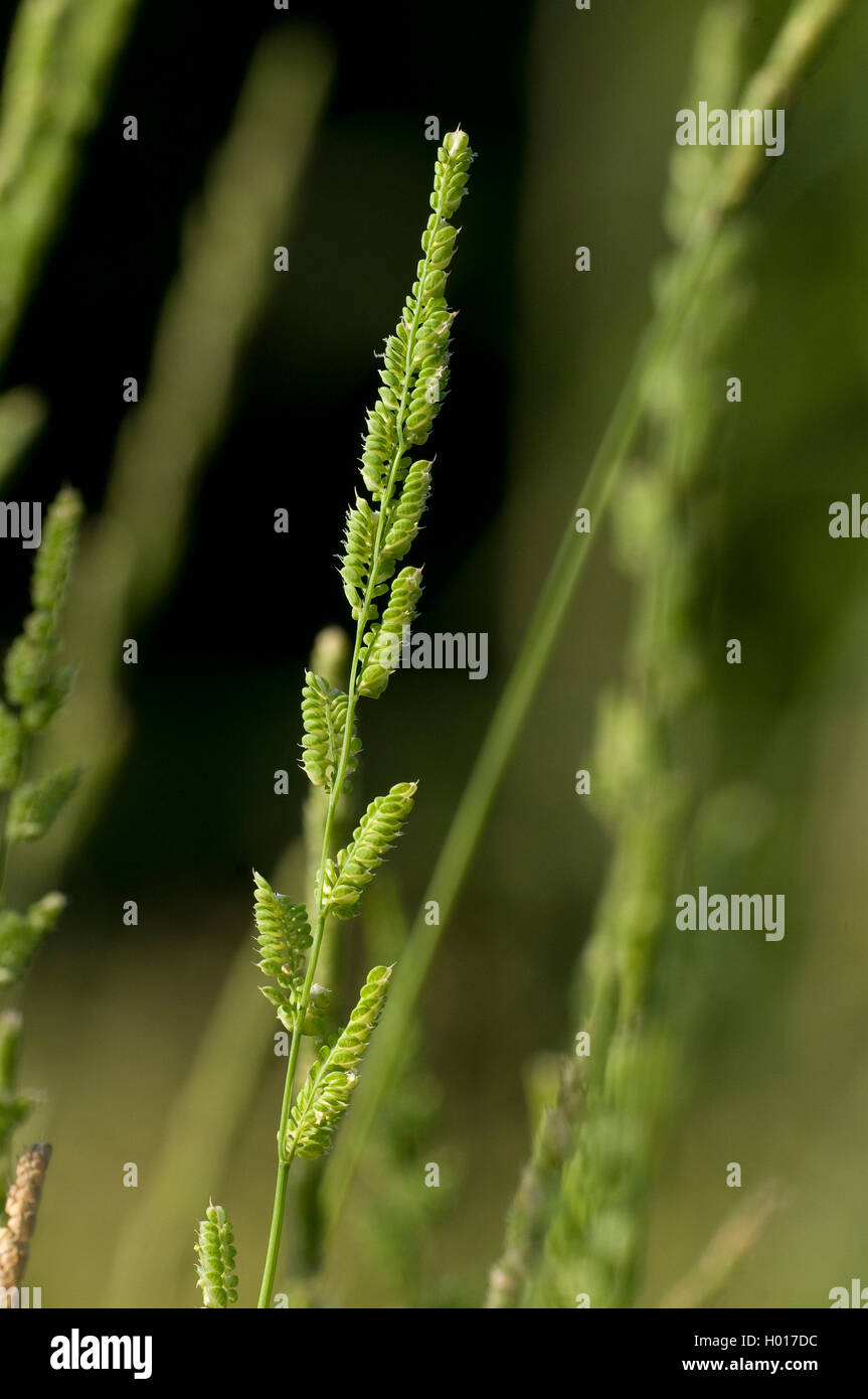 European slough-grass (Beckmannia eruciformis), inflorescence Stock Photo