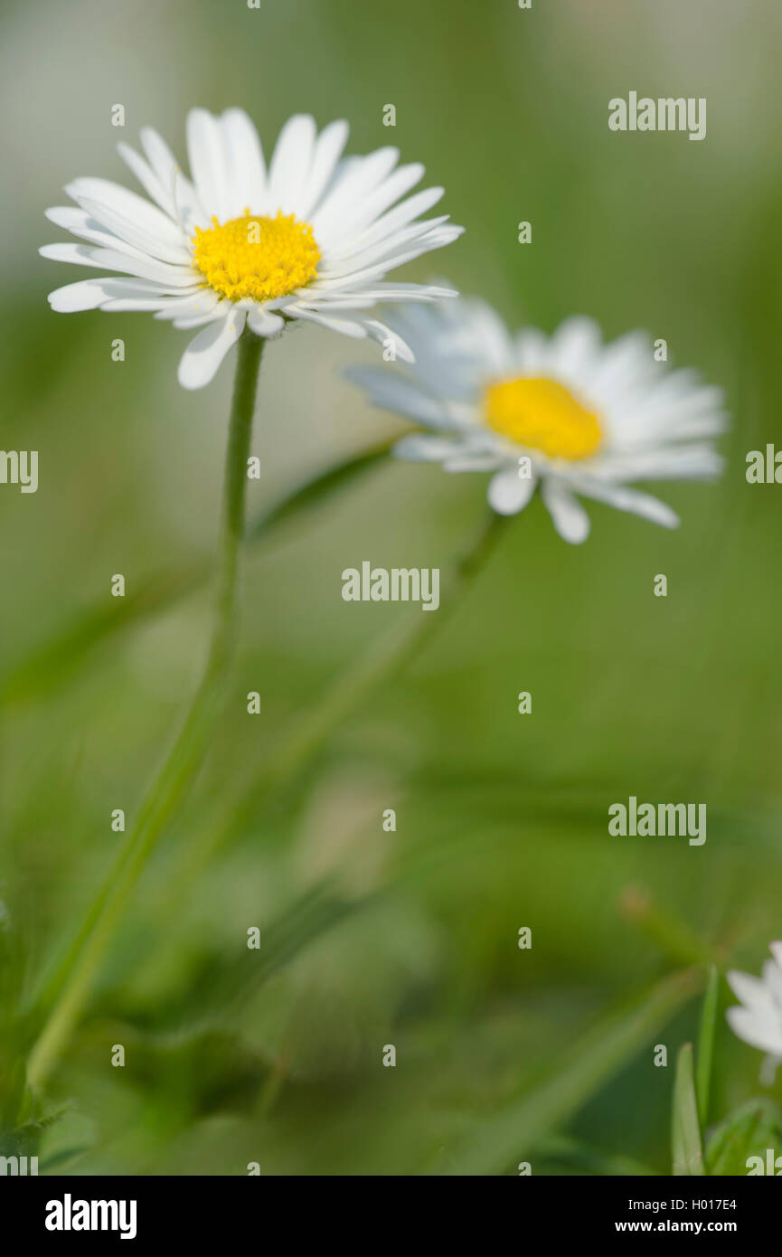 common daisy, lawn daisy, English daisy (Bellis perennis), blooming, Germany Stock Photo