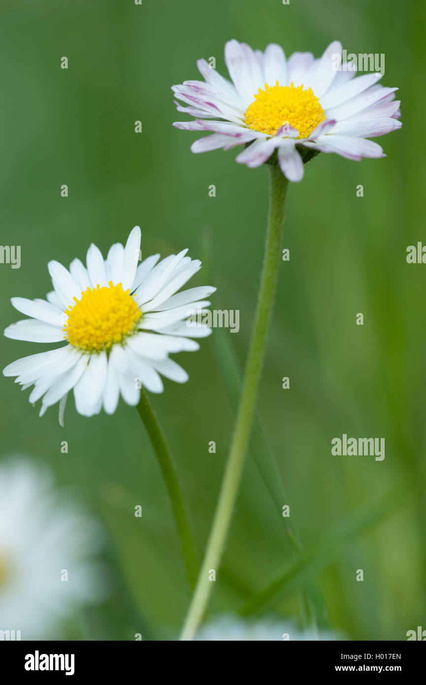 Gaensebluemchen, Massliebchen, Tausendschoenchen (Bellis perennis), bluehend, Deutschland | common daisy, lawn daisy, English da Stock Photo
