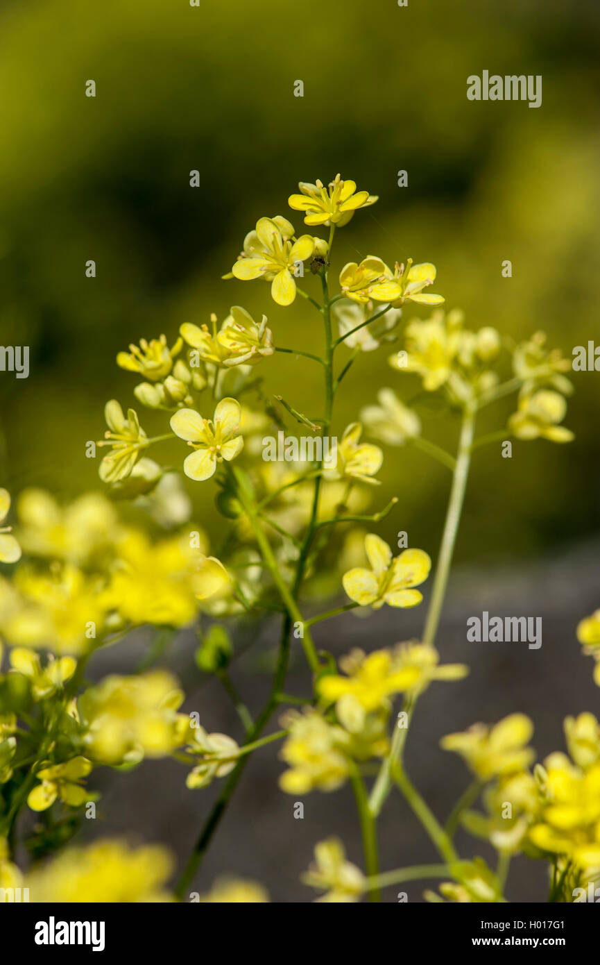 Buckler mustard (Biscutella laevigata, Biscutella valentina var. laevigata), blooming, Germany Stock Photo