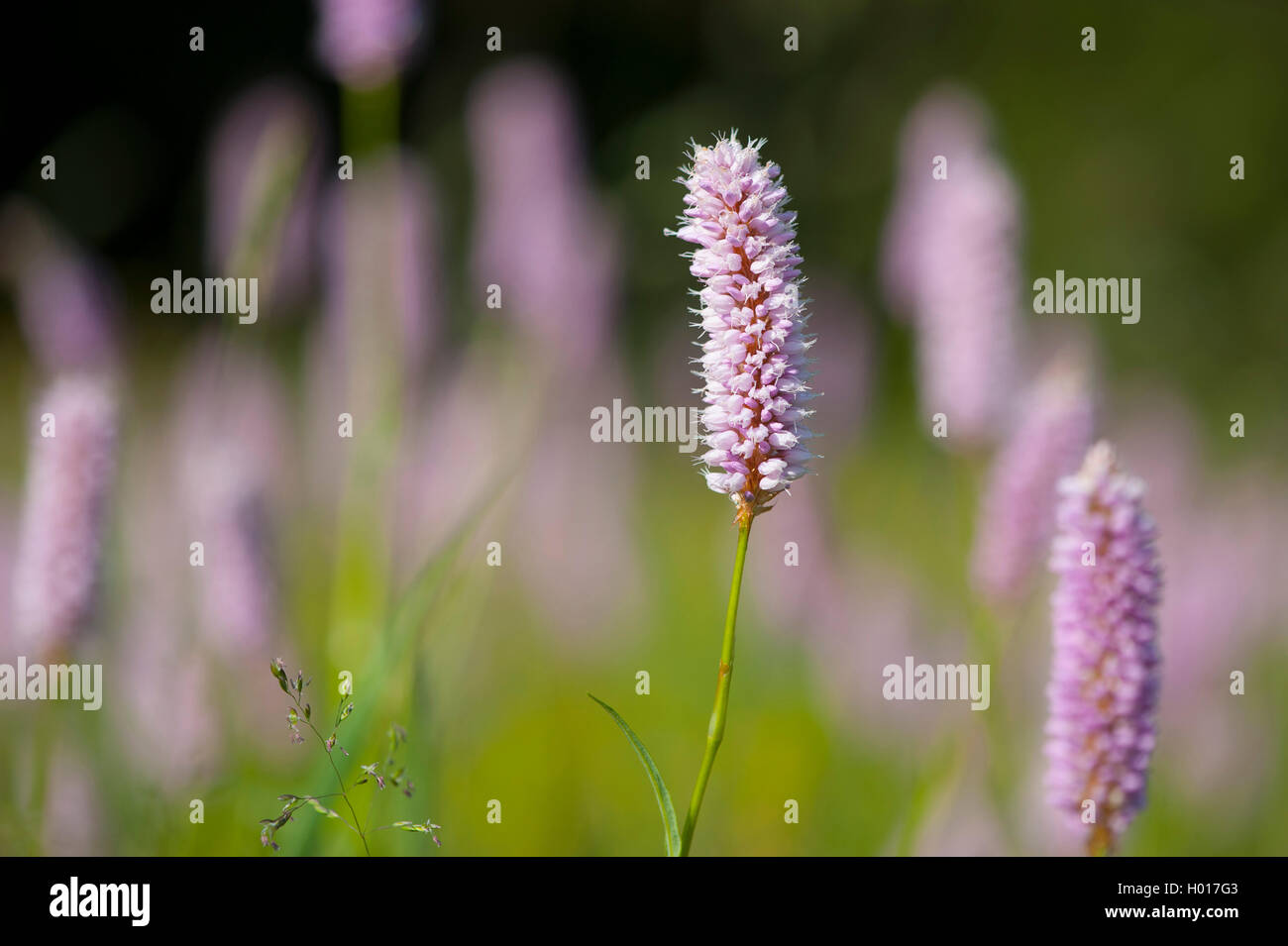 Common bistort, Meadow bistort (Polygonum bistorta, Bistorta officinalis, Bistorta major, Persicaria bistorta), blooming, Austria Stock Photo