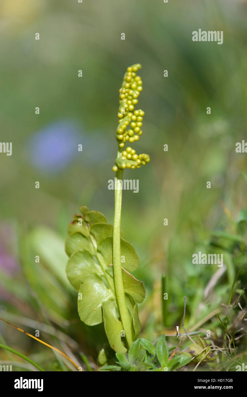 Moonwort grape-fern (Botrychium lunaria), with sporangies, Switzerland Stock Photo