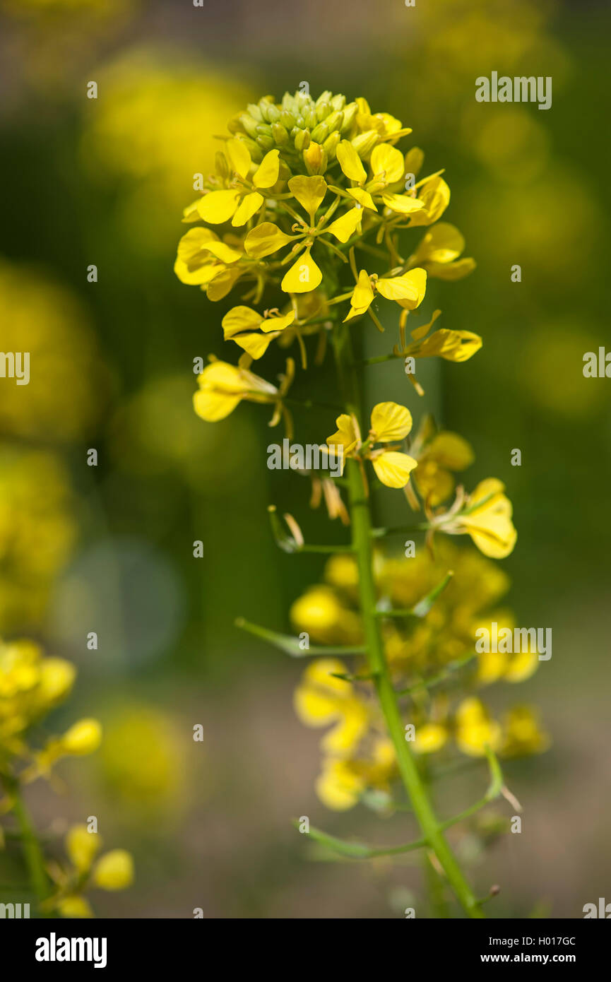 Schwarzer Senf (Brassica nigra), bluehend, Deutschland black mustard (Brassica nigra