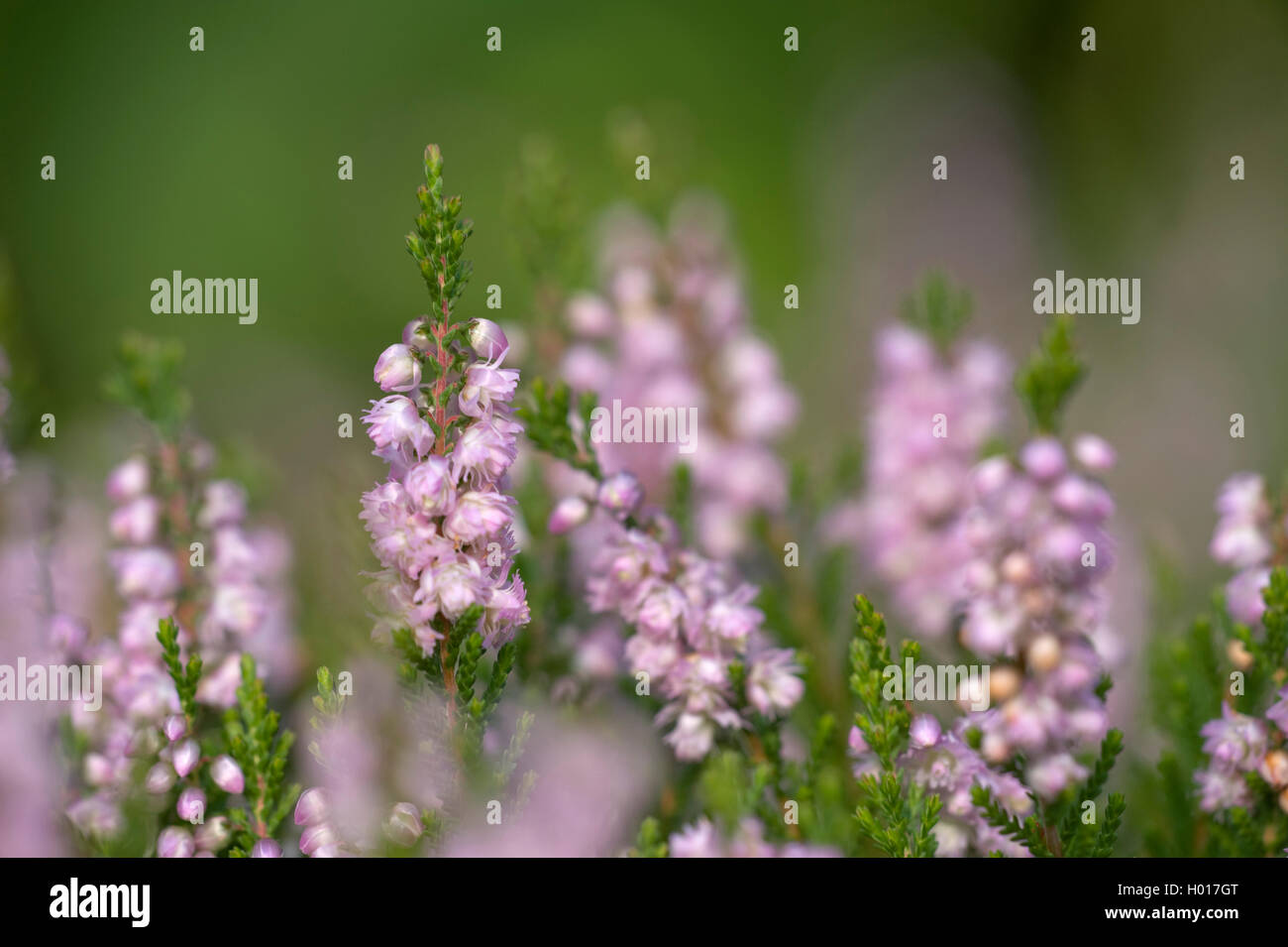 Heidekraut, Besenheide (Calluna vulgaris), bluehend, Deutschland | Common Heather, Ling, Heather (Calluna vulgaris), blooming, G Stock Photo