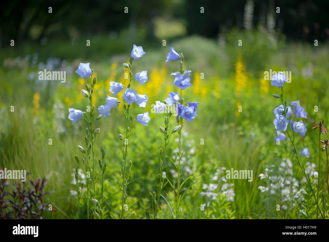 peach-leaved bellflower (Campanula persicifolia), blooming in a meadow, Germany Stock Photo