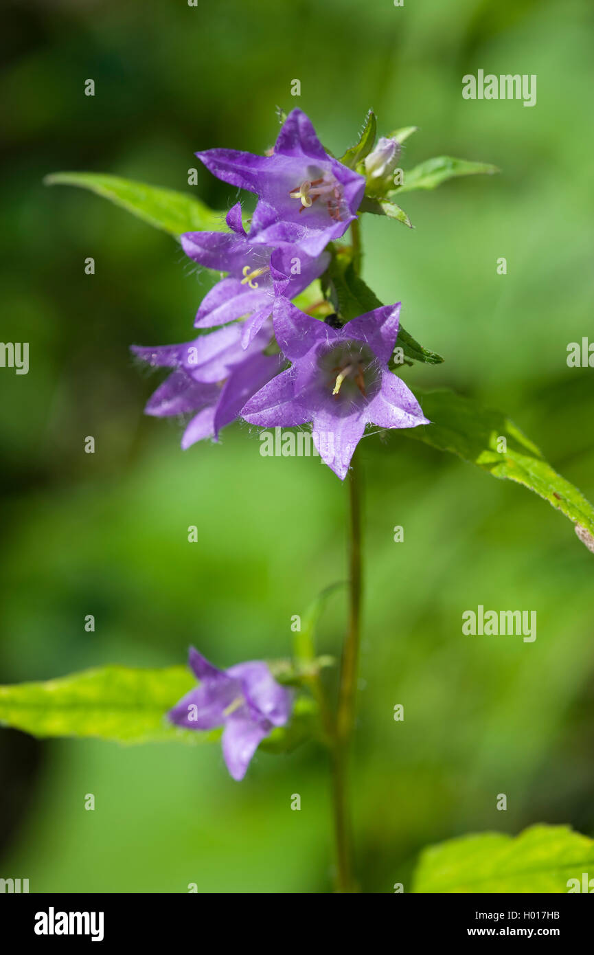 bats-in-the-belfry, nettle-leaved bellflower (Campanula trachelium), inflorescence, Germany Stock Photo