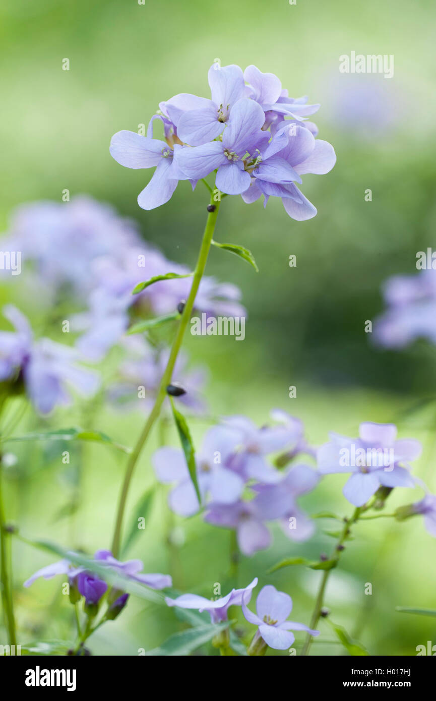 ZwiebelZahnwurz, Zwiebelzahnwurz (Cardamine bulbifera, Dentaria