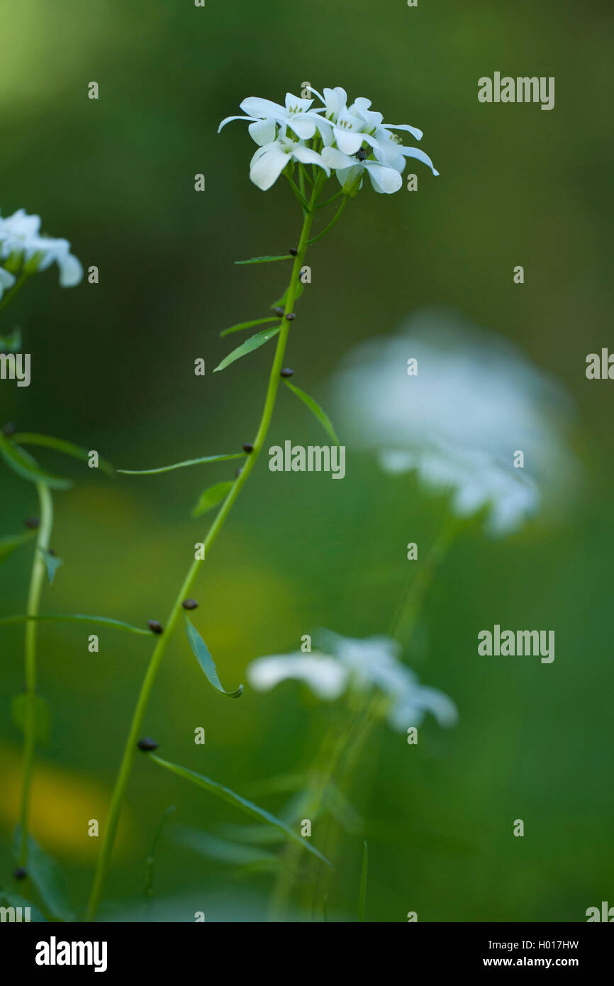 Zwiebel-Zahnwurz, Zwiebelzahnwurz (Cardamine bulbifera, Dentaria bulbifera), Bluetenstand mit Bulbillen, Deutschland | Coralroot Stock Photo