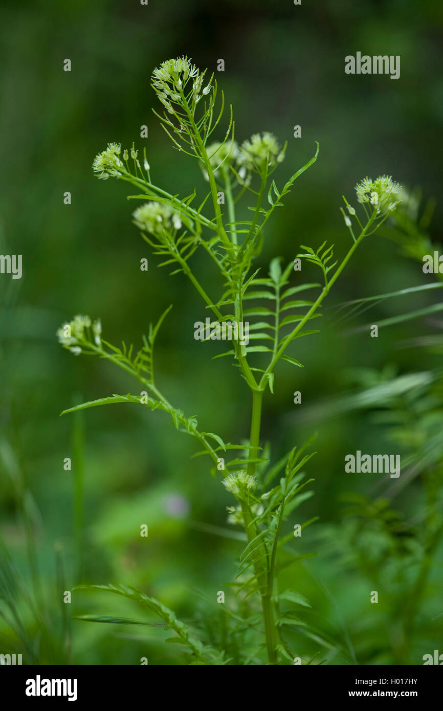 Narrow-leaved bitter-cress, Touch-me-not bitter-cress (Cardamine impatiens), blooming, Germany Stock Photo