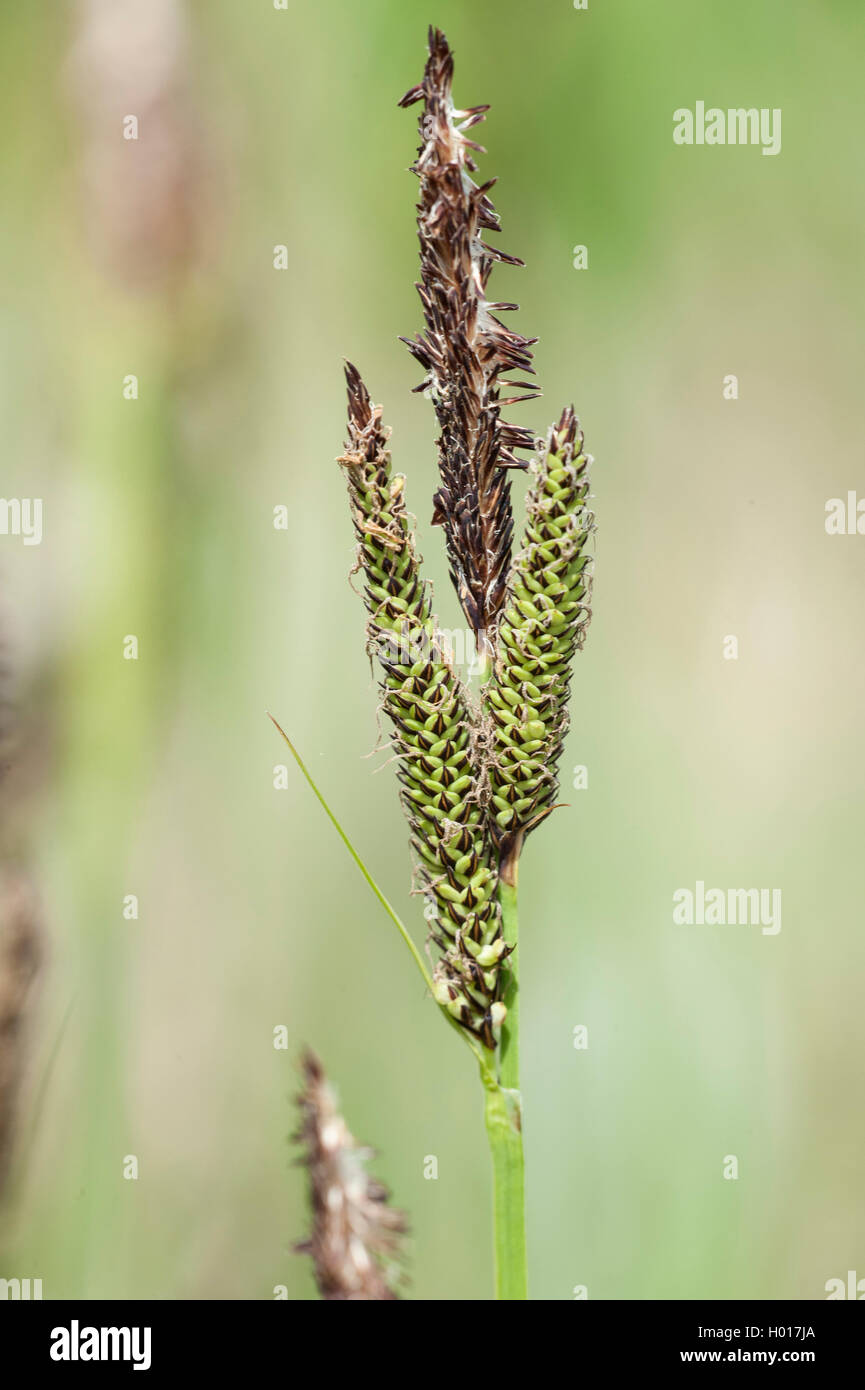 Turfy sedge (Carex cespitosa), inflorescence, Germany, BG MZ Stock Photo