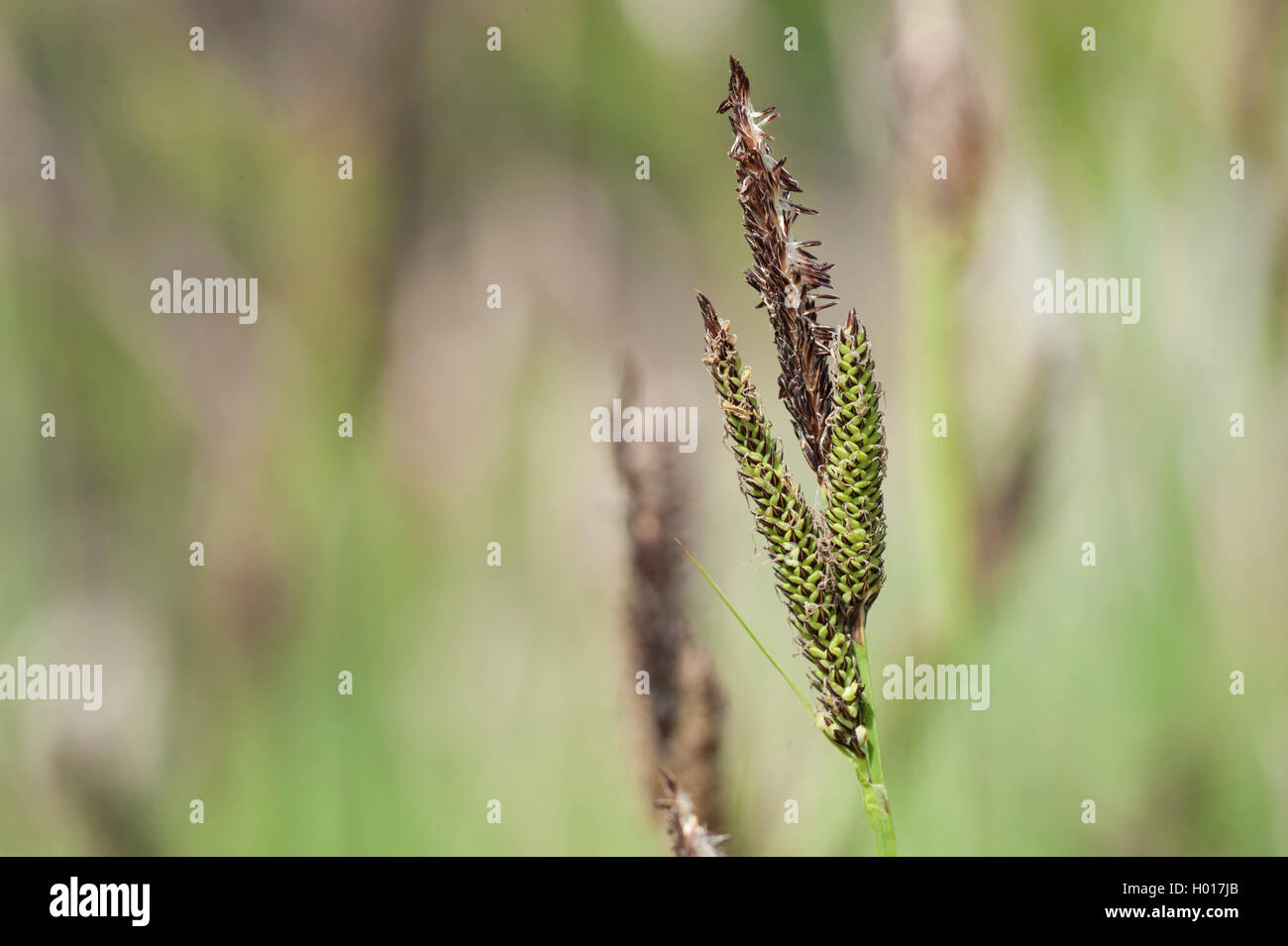 Turfy sedge (Carex cespitosa), inflorescence, Germany Stock Photo