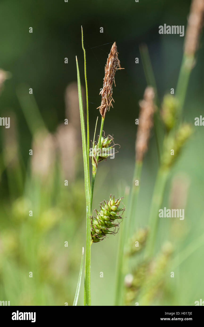 Distant sedge (Carex distans), inflorescence, Germany Stock Photo
