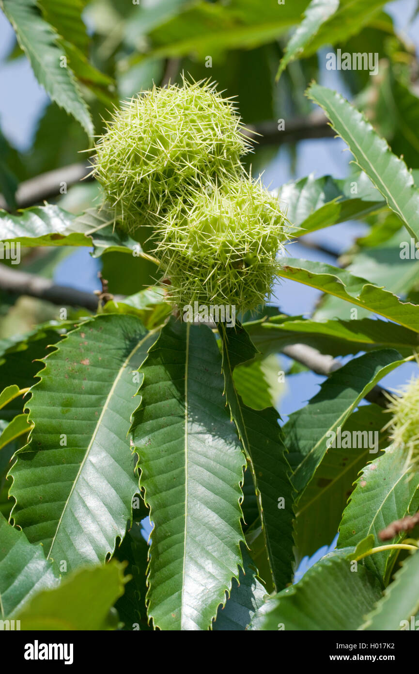 Botanikfoto High Resolution Stock Photography and Images Alamy
