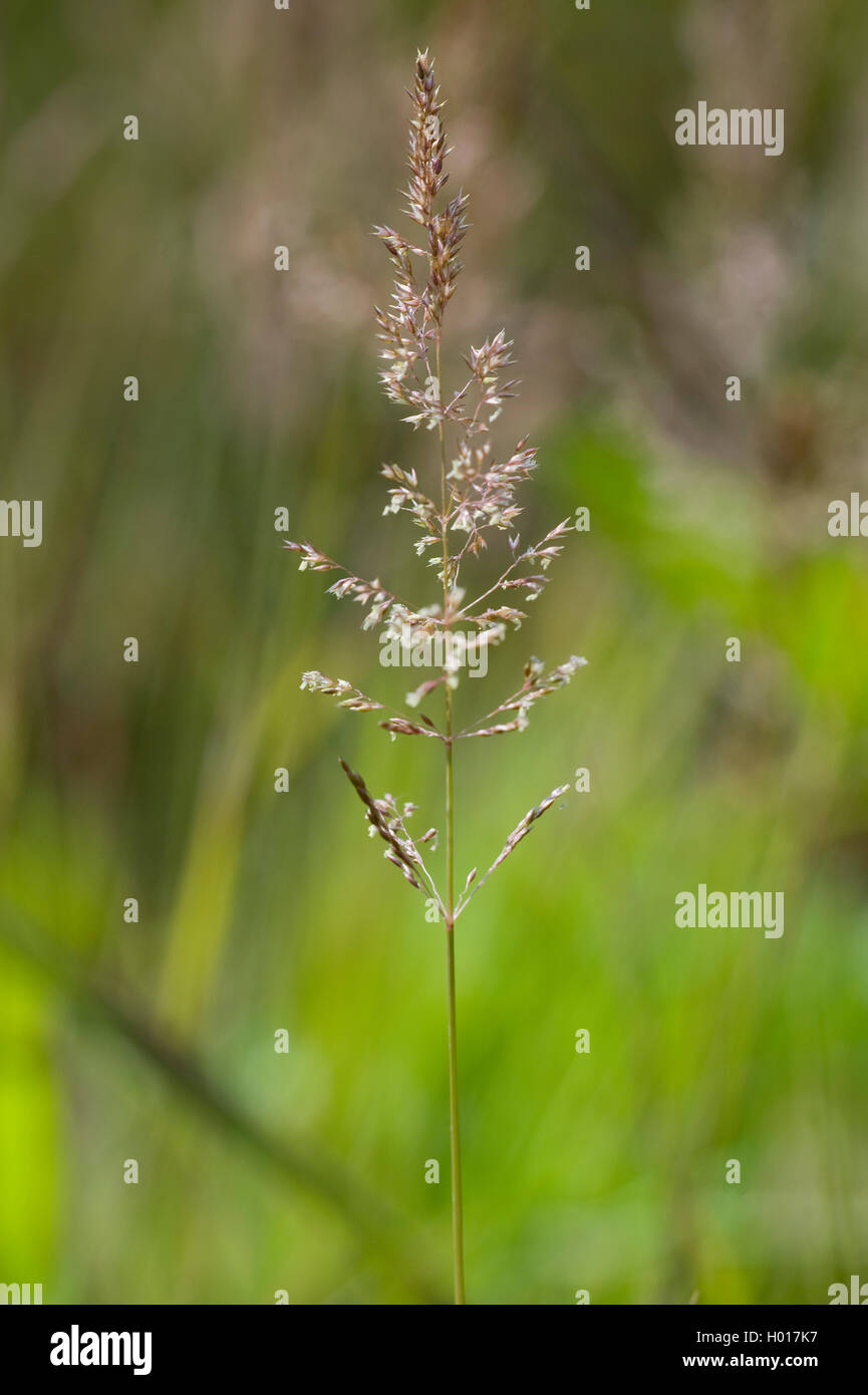 Brook grass, Water whorl-grass, Water whorlgrass (Catabrosa aquatica), inflorescence, Germany, BG MZ Stock Photo
