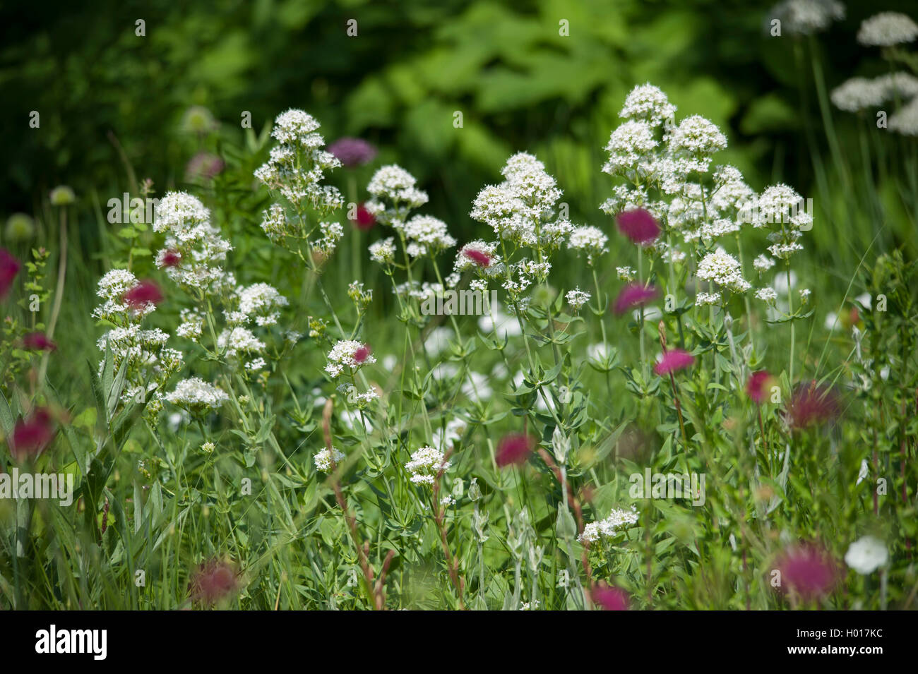 Weisse Spornblume, Rote Spornblume (Centranthus ruber 'Albus', Centranthus ruber Albus), weissbluehende Sorte Albus | Red valeri Stock Photo