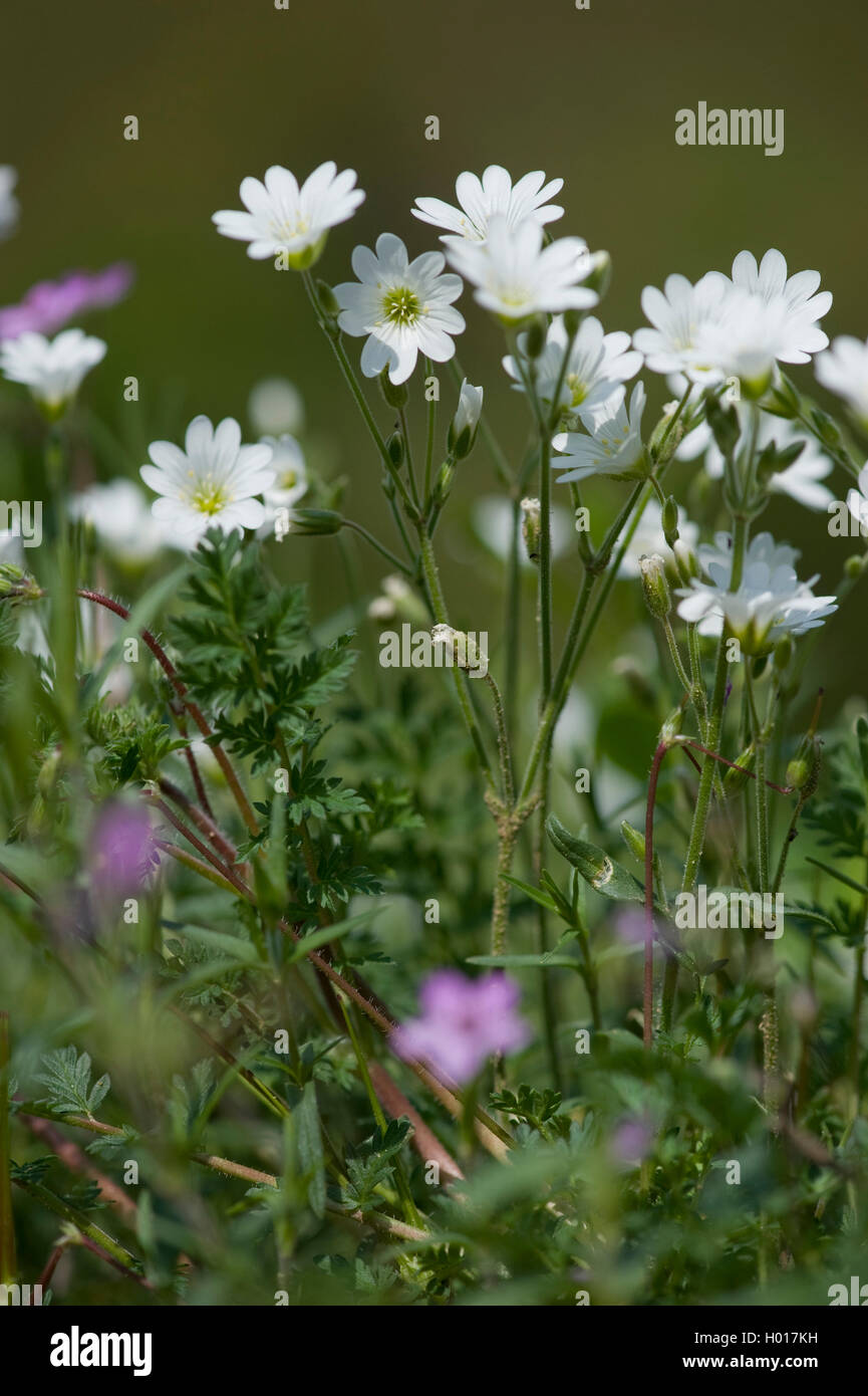 field mouse-ear (Cerastium arvense), blooming, Germany Stock Photo