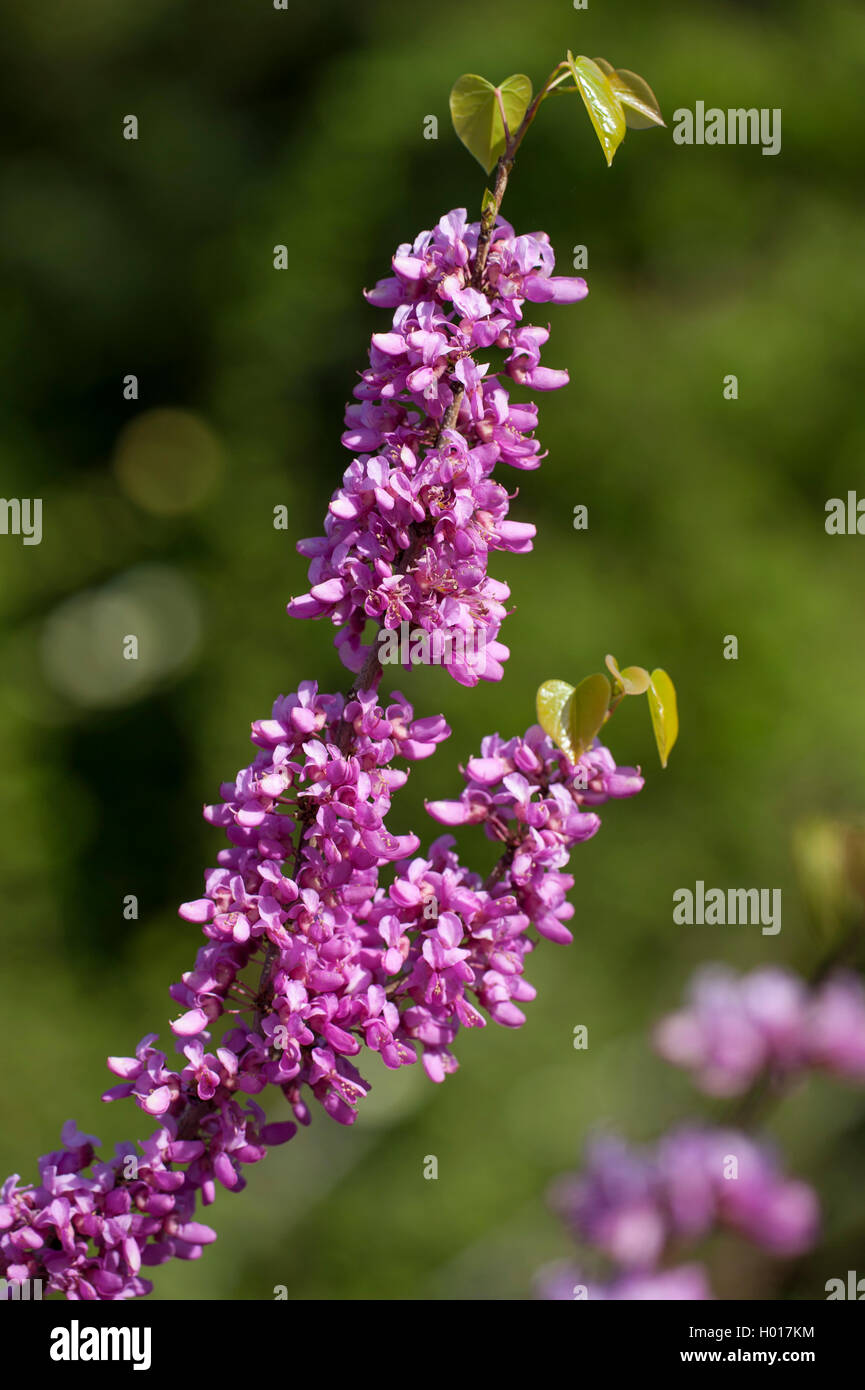 Chinese Redbud (Cercis chinensis), blooming branch Stock Photo