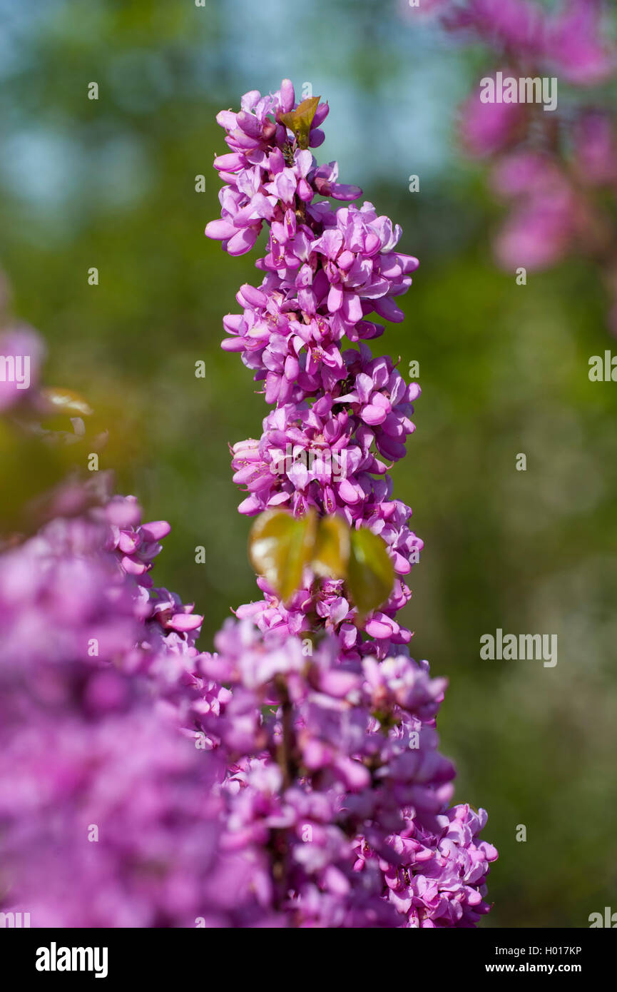 Chinese Redbud (Cercis chinensis), blooming branch Stock Photo