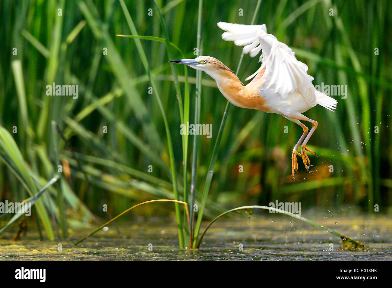 Squacco heron (Ardeola ralloides), flying up in front of a reed zone, side view, Romania, Danube Delta Stock Photo