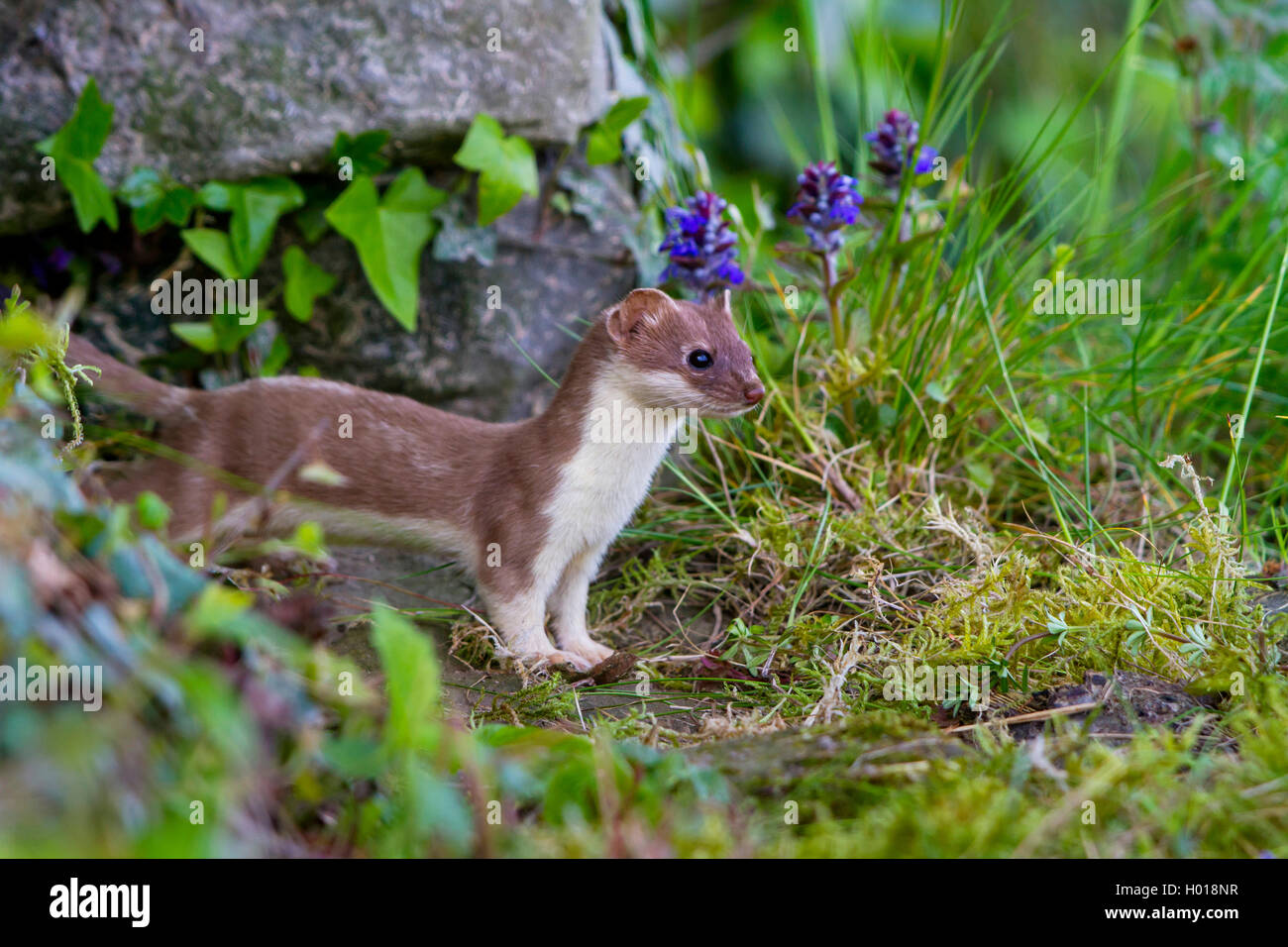 Ermine, Stoat, Short-tailed weasel (Mustela erminea), in front of its ...