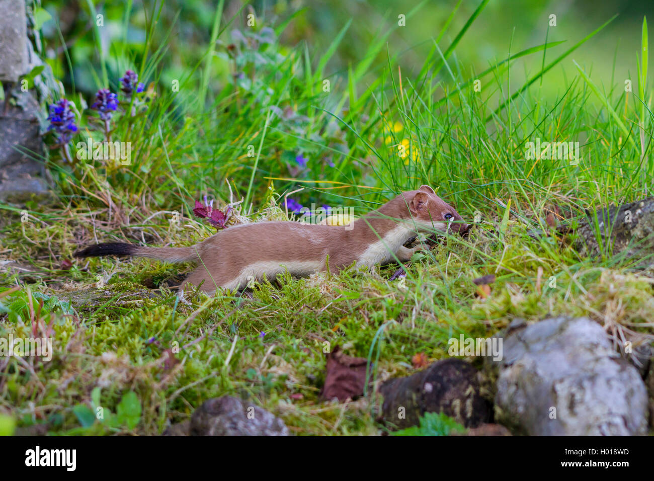 Ermine, Stoat, Short-tailed weasel (Mustela erminea), in front of its ...