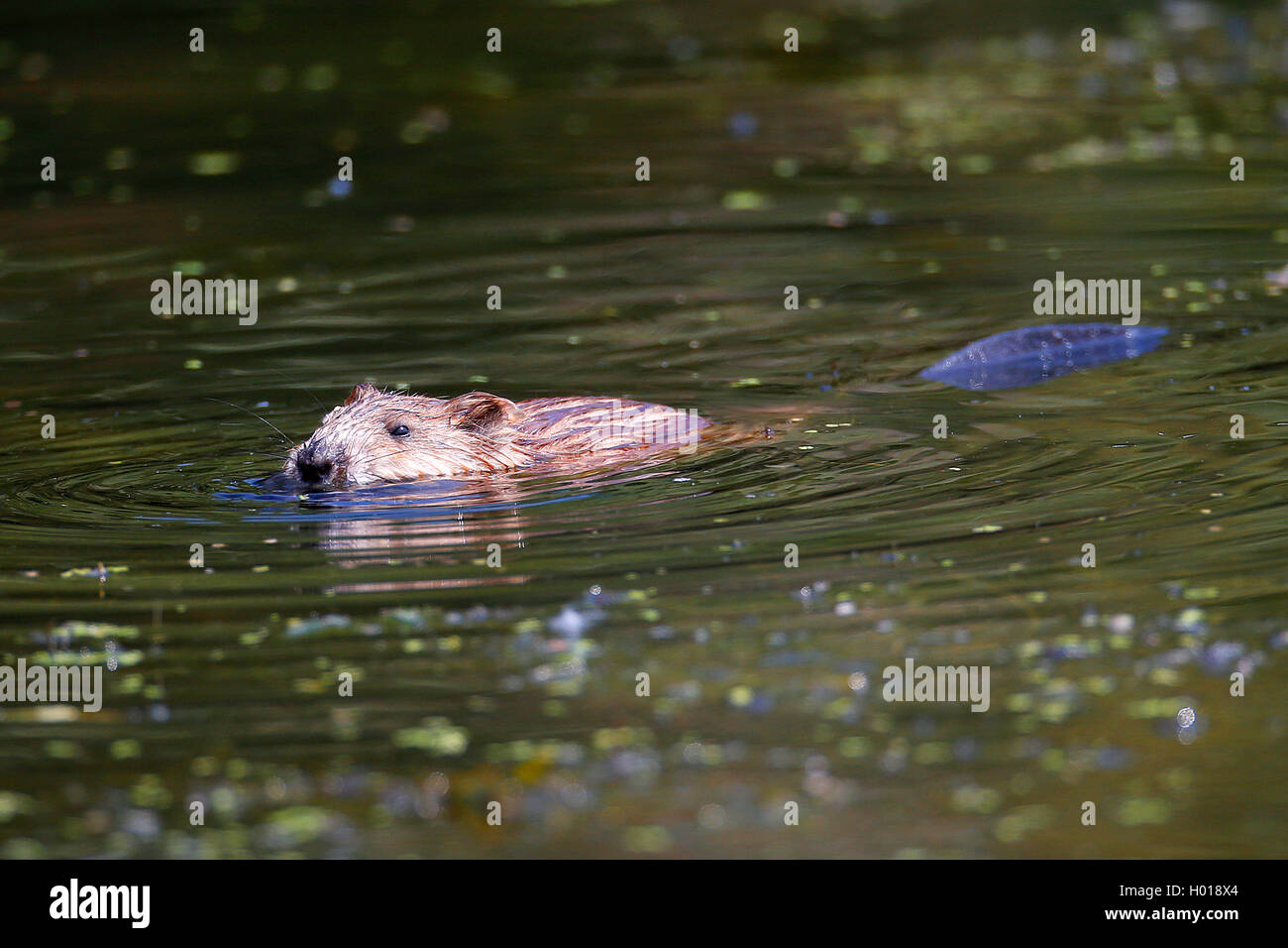 coypu, nutria (Myocastor coypus), swimming, Romania, Danube Delta Stock Photo